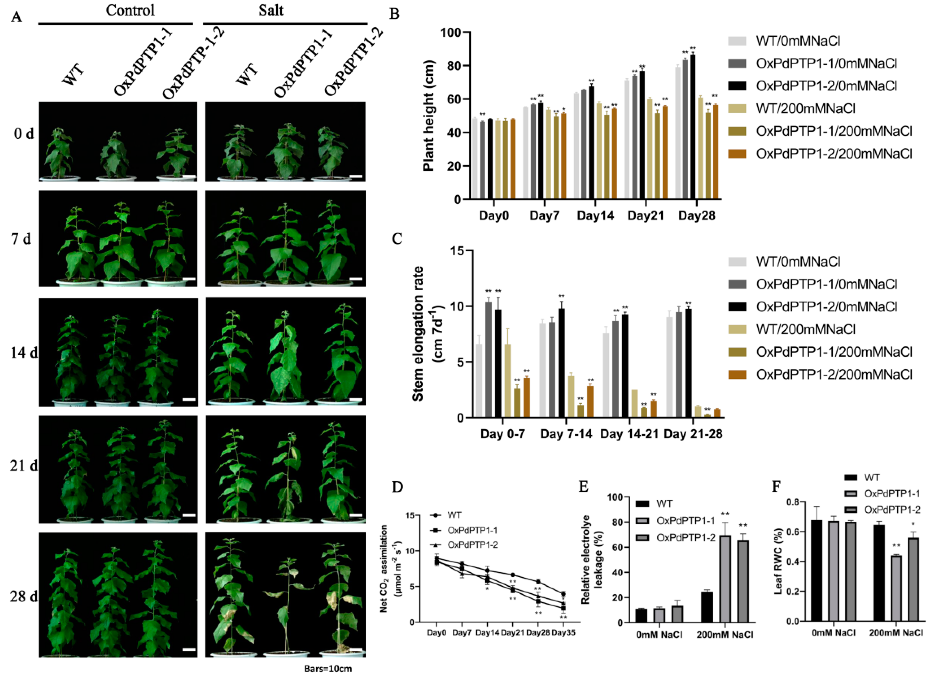 Ijms 21 01065 g007 Ijms 21 01065 g007
