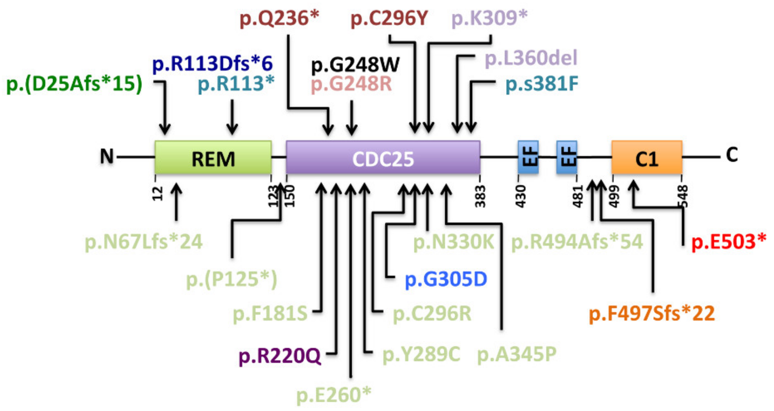 Ijms 21 01075 g004 Ijms 21 01075 g004