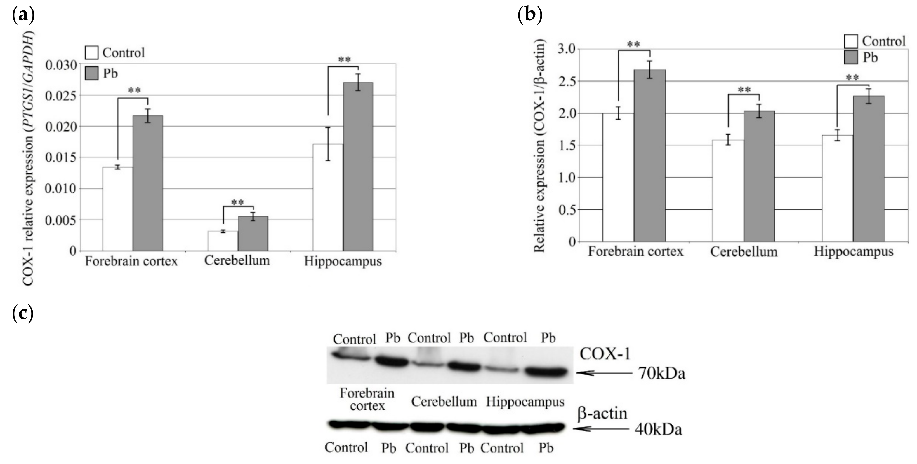 Ijms 21 01083 g003 Ijms 21 01083 g003