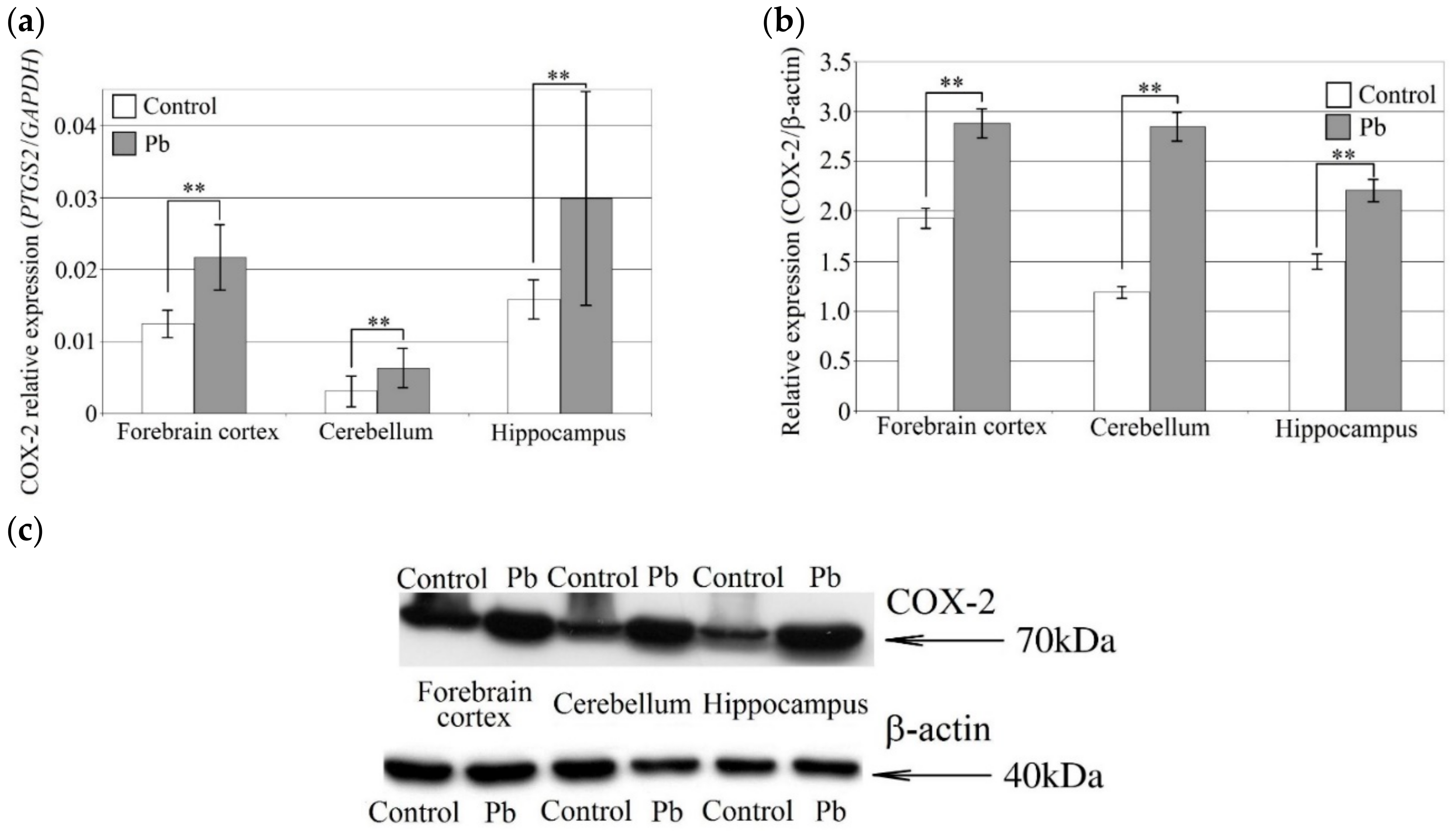 Ijms 21 01083 g004 Ijms 21 01083 g004