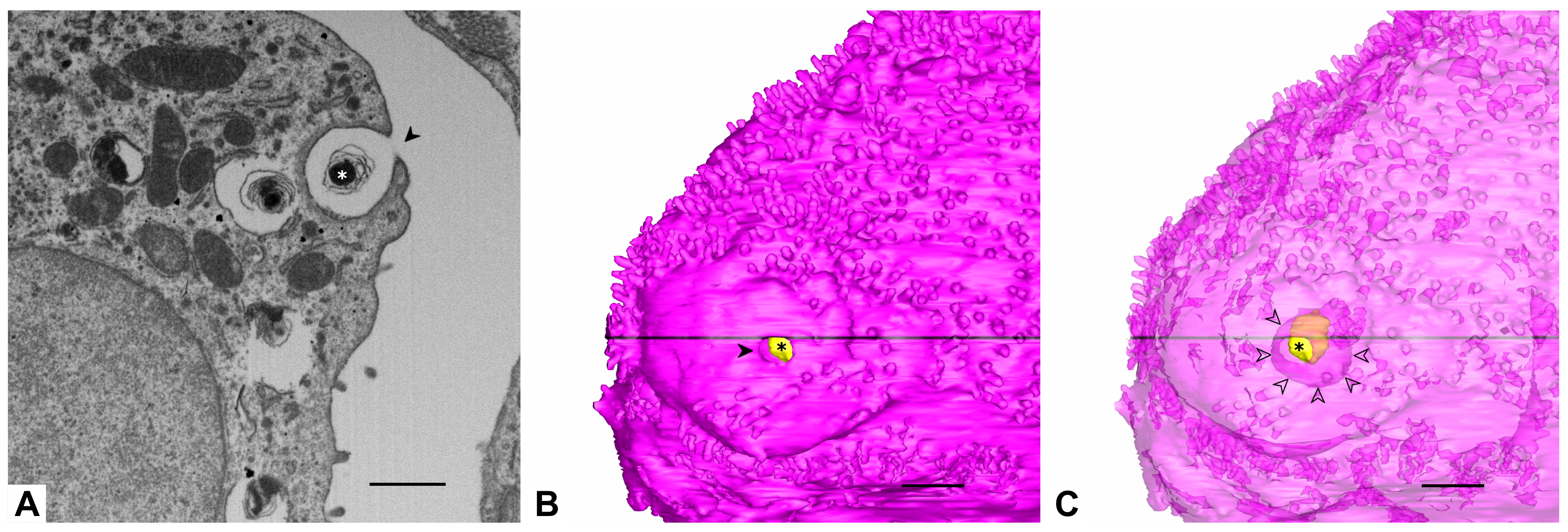 Ijms 21 01089 g002 Ijms 21 01089 g002