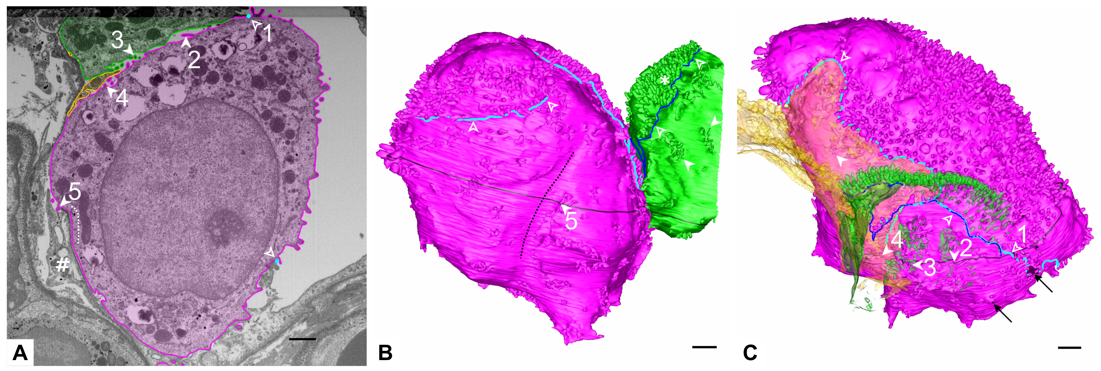 Ijms 21 01089 g003 Ijms 21 01089 g003