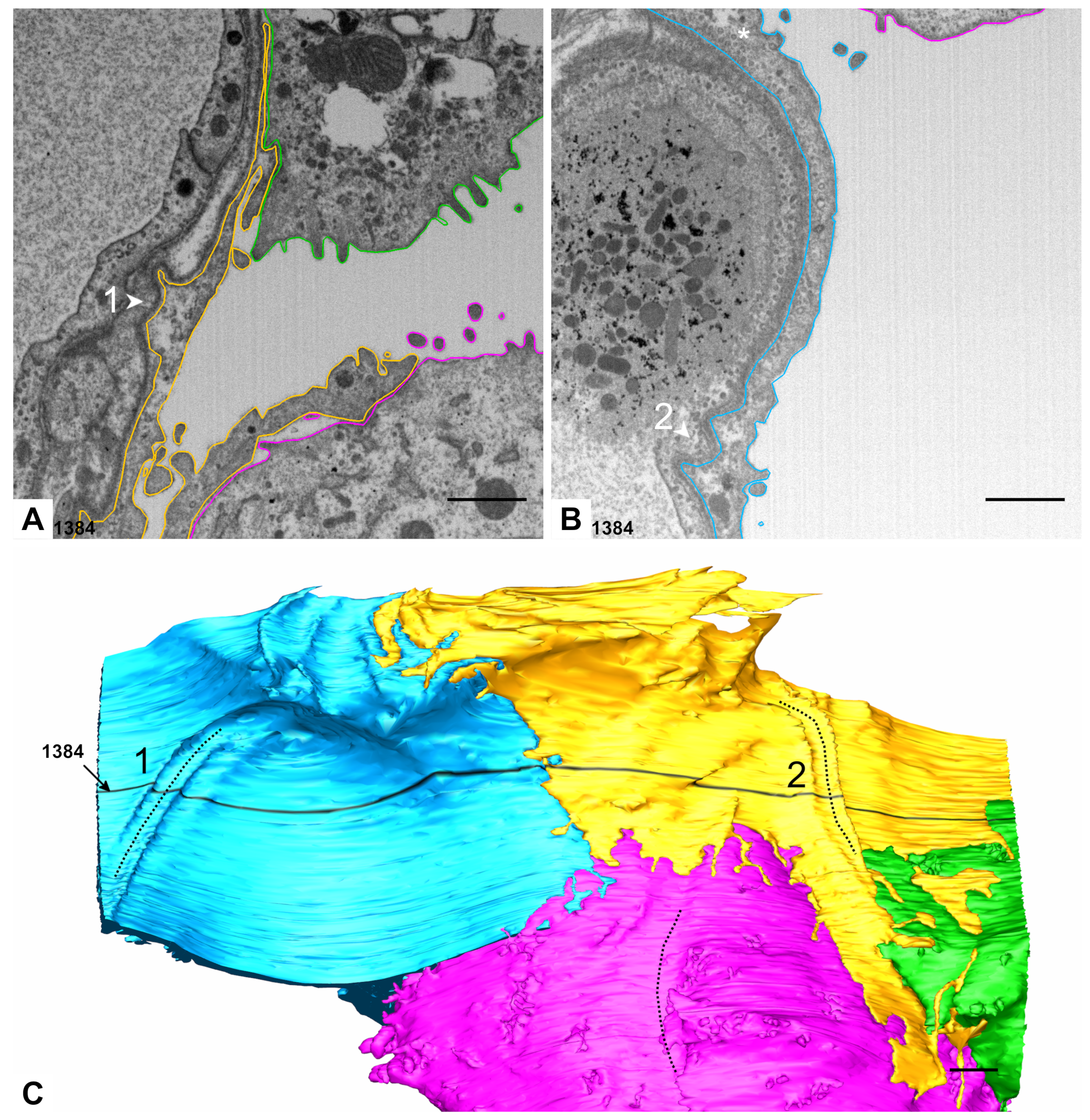 Ijms 21 01089 g005 Ijms 21 01089 g005