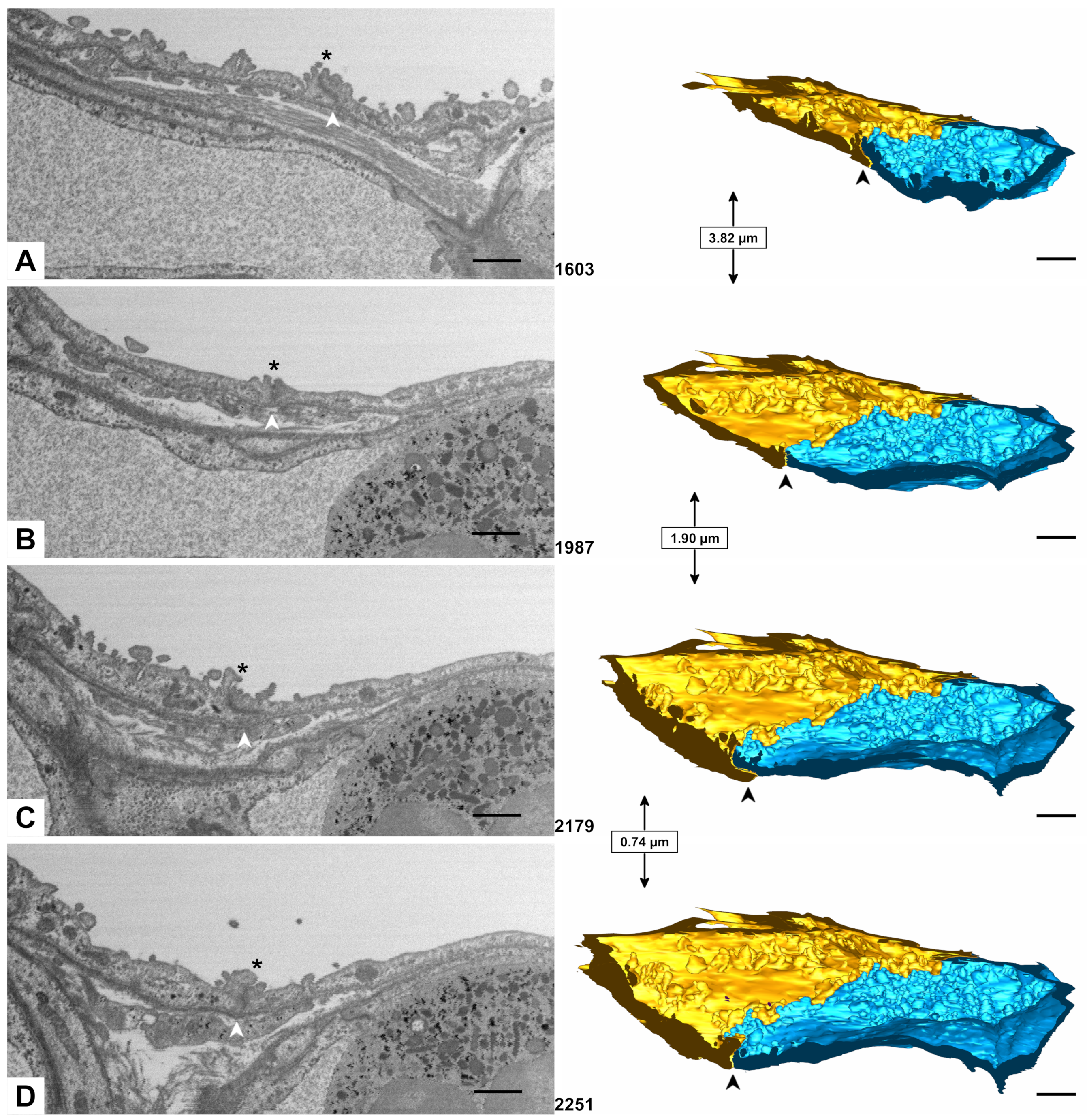 Ijms 21 01089 g006 Ijms 21 01089 g006