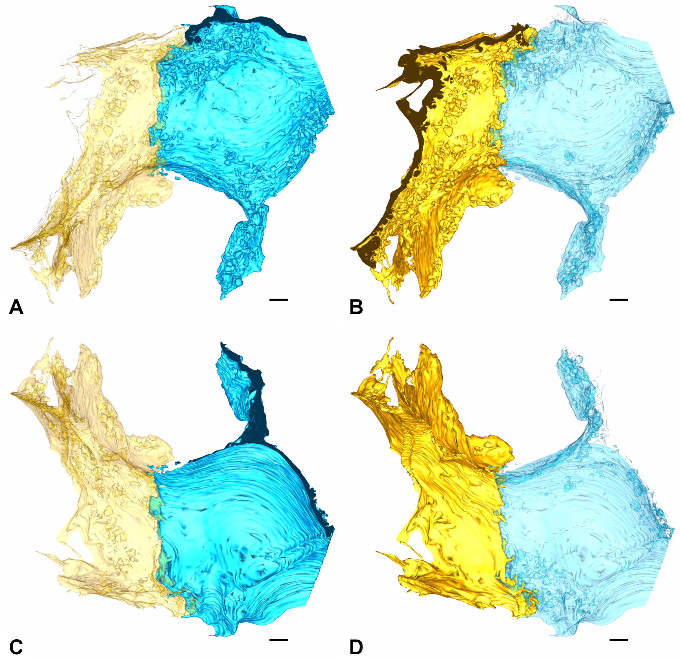 Ijms 21 01089 g007 Ijms 21 01089 g007