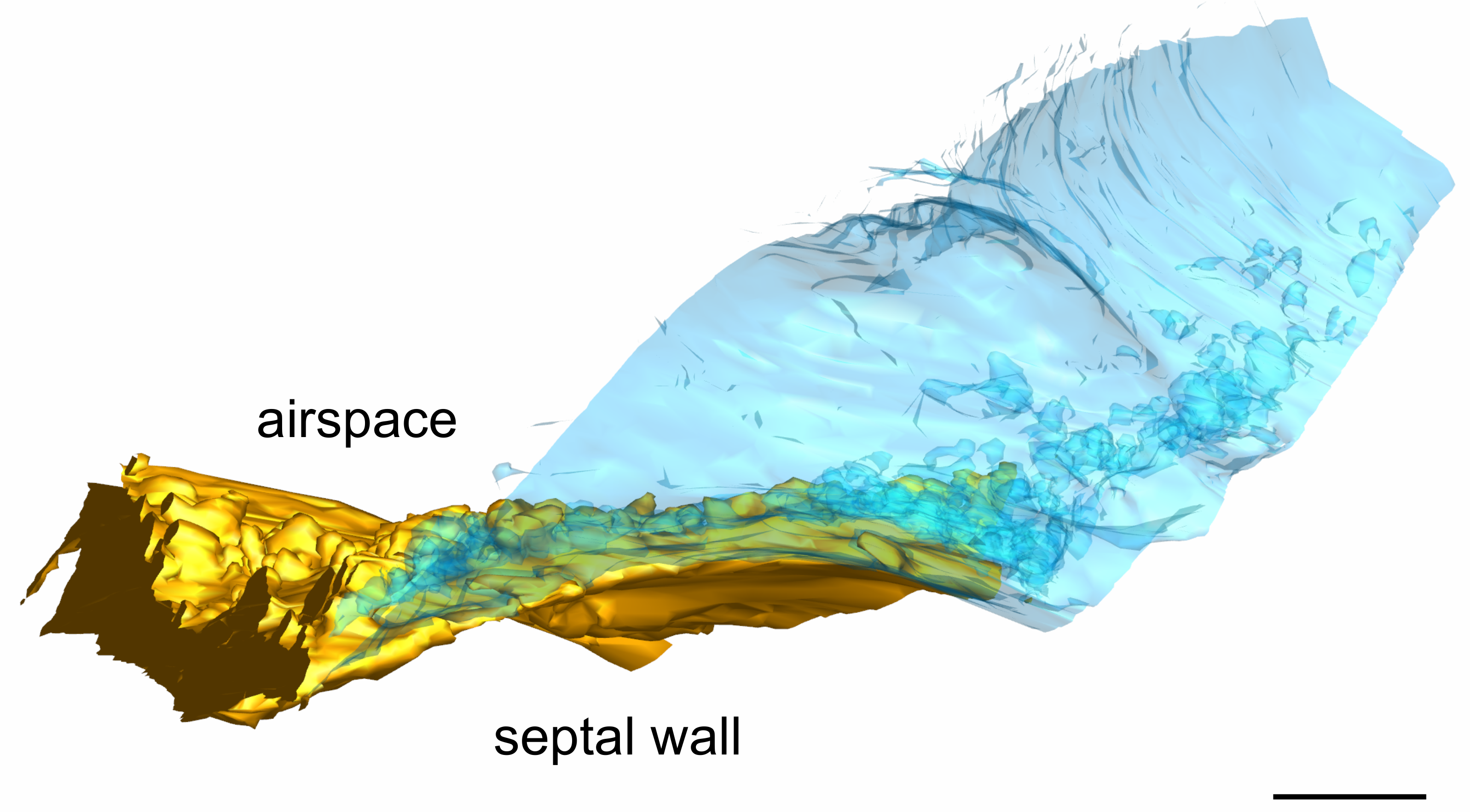 Ijms 21 01089 g008 Ijms 21 01089 g008