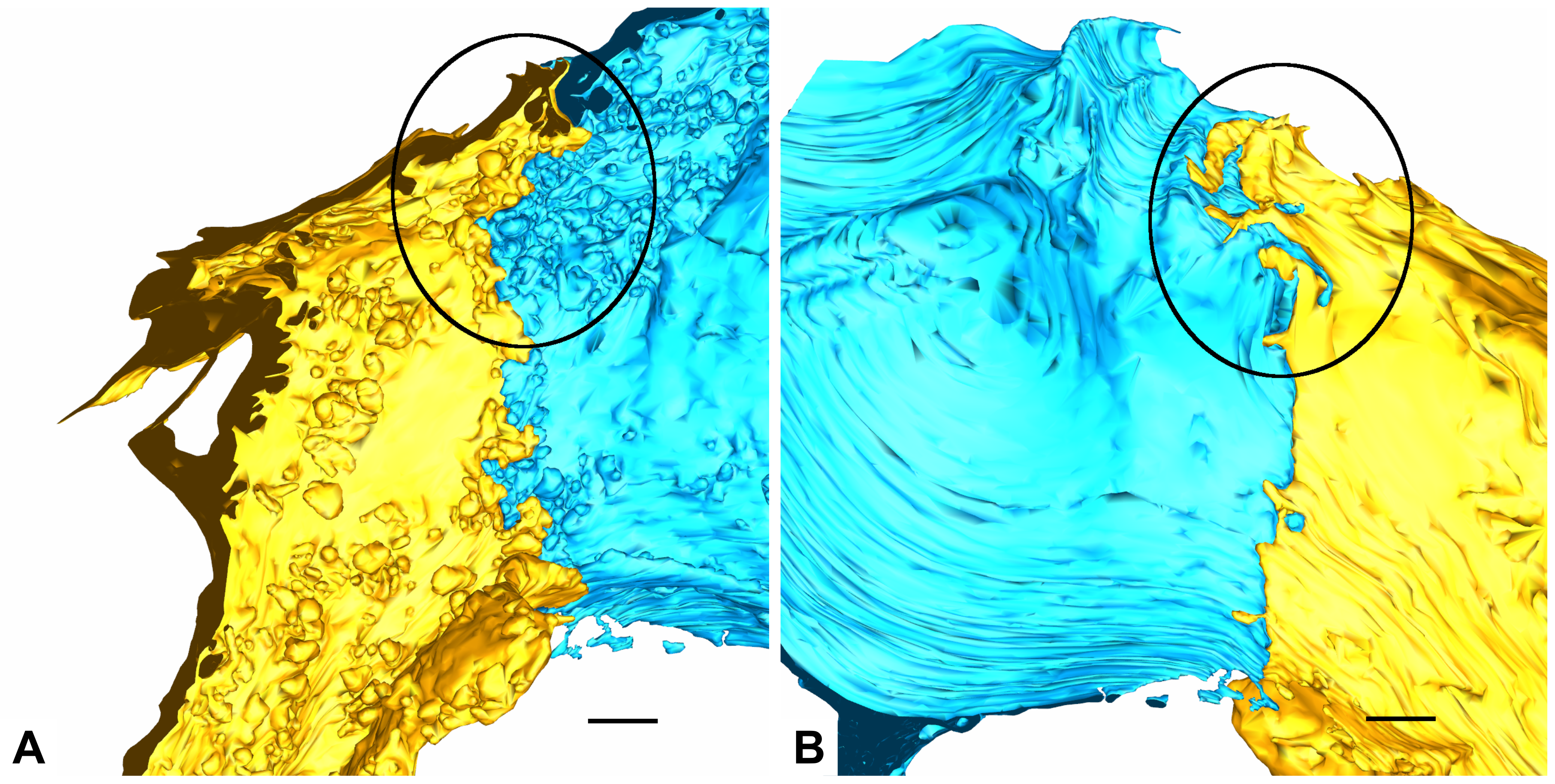 Ijms 21 01089 g009 Ijms 21 01089 g009