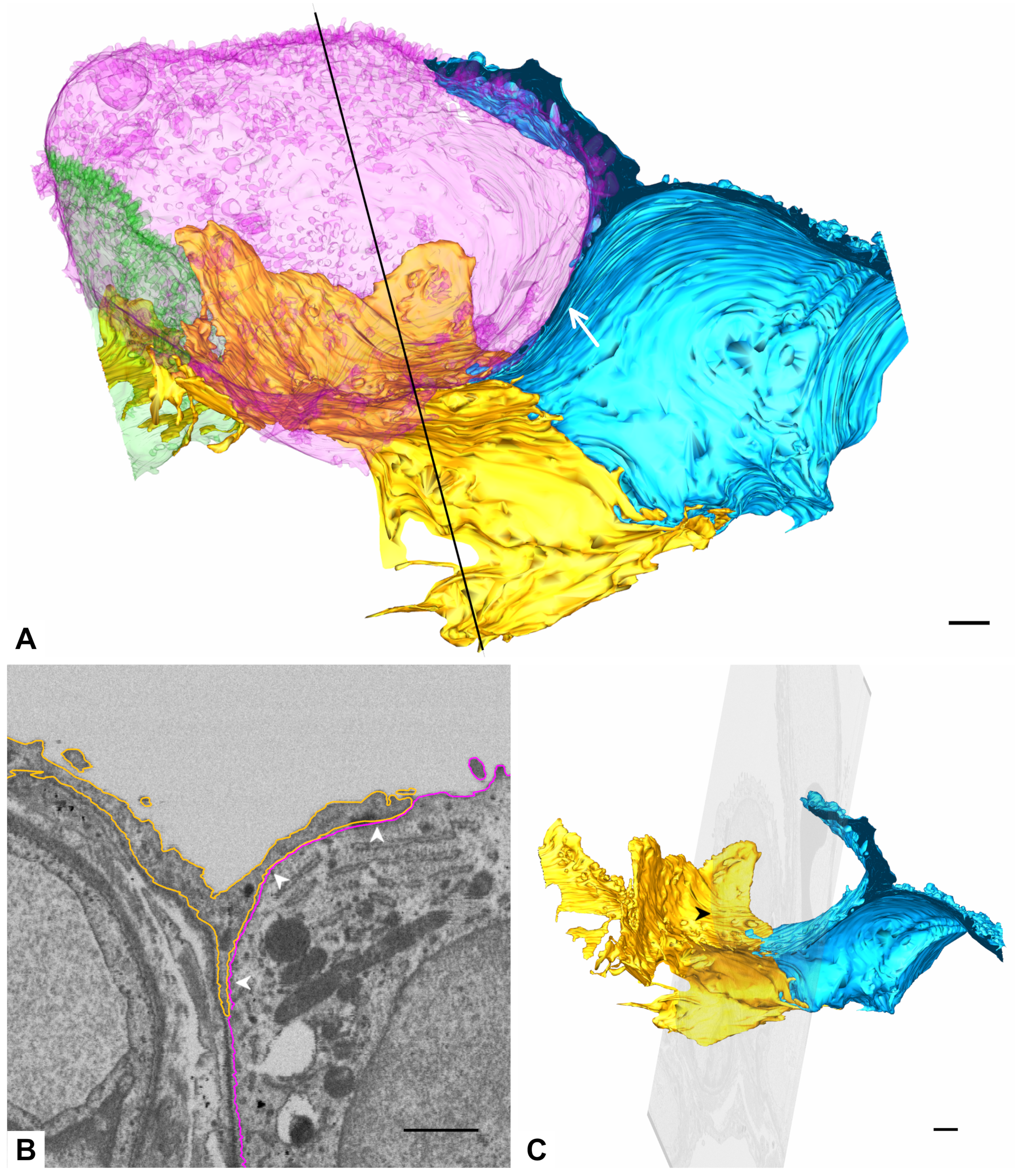 Ijms 21 01089 g010 Ijms 21 01089 g010