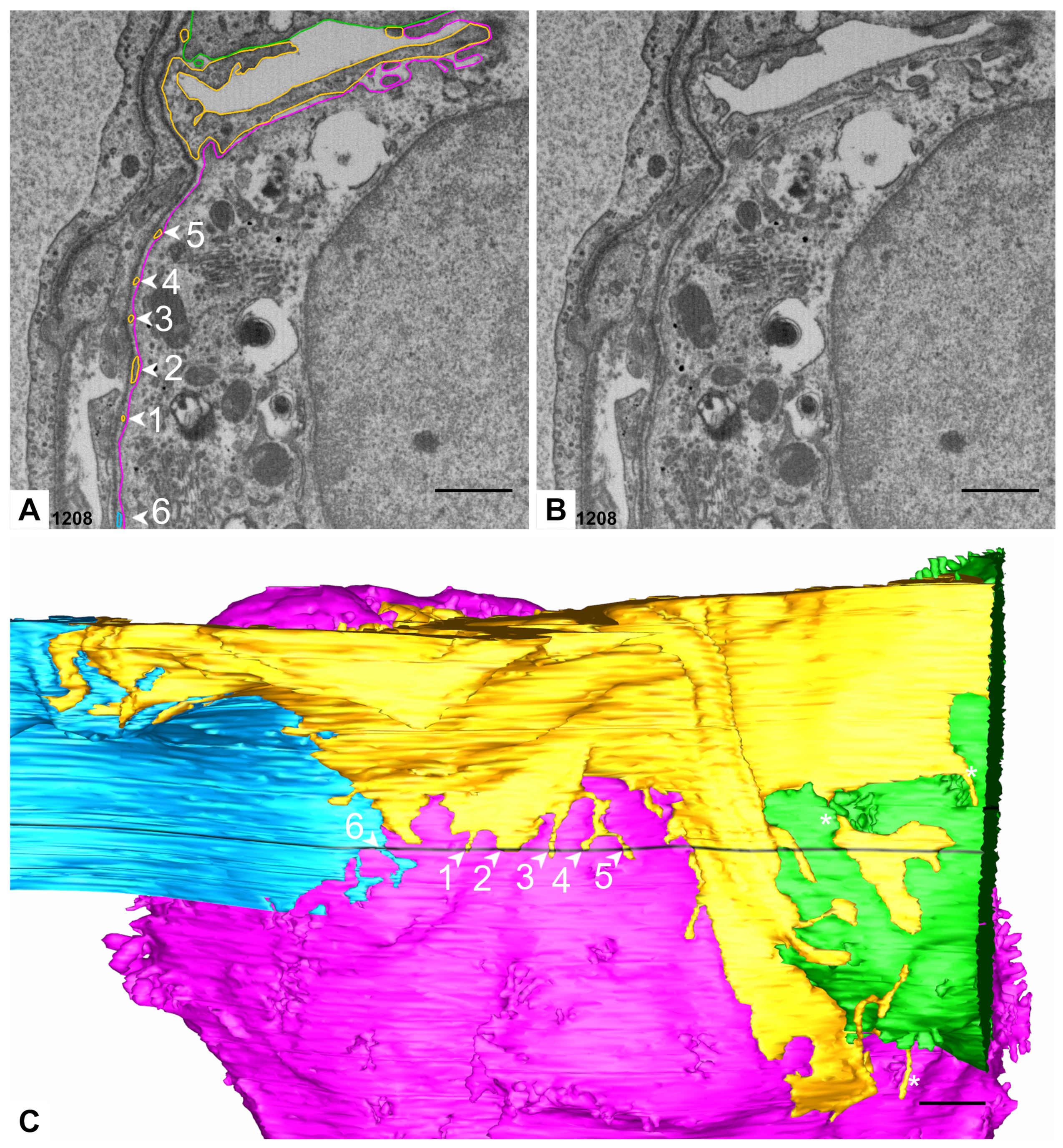 Ijms 21 01089 g011 Ijms 21 01089 g011