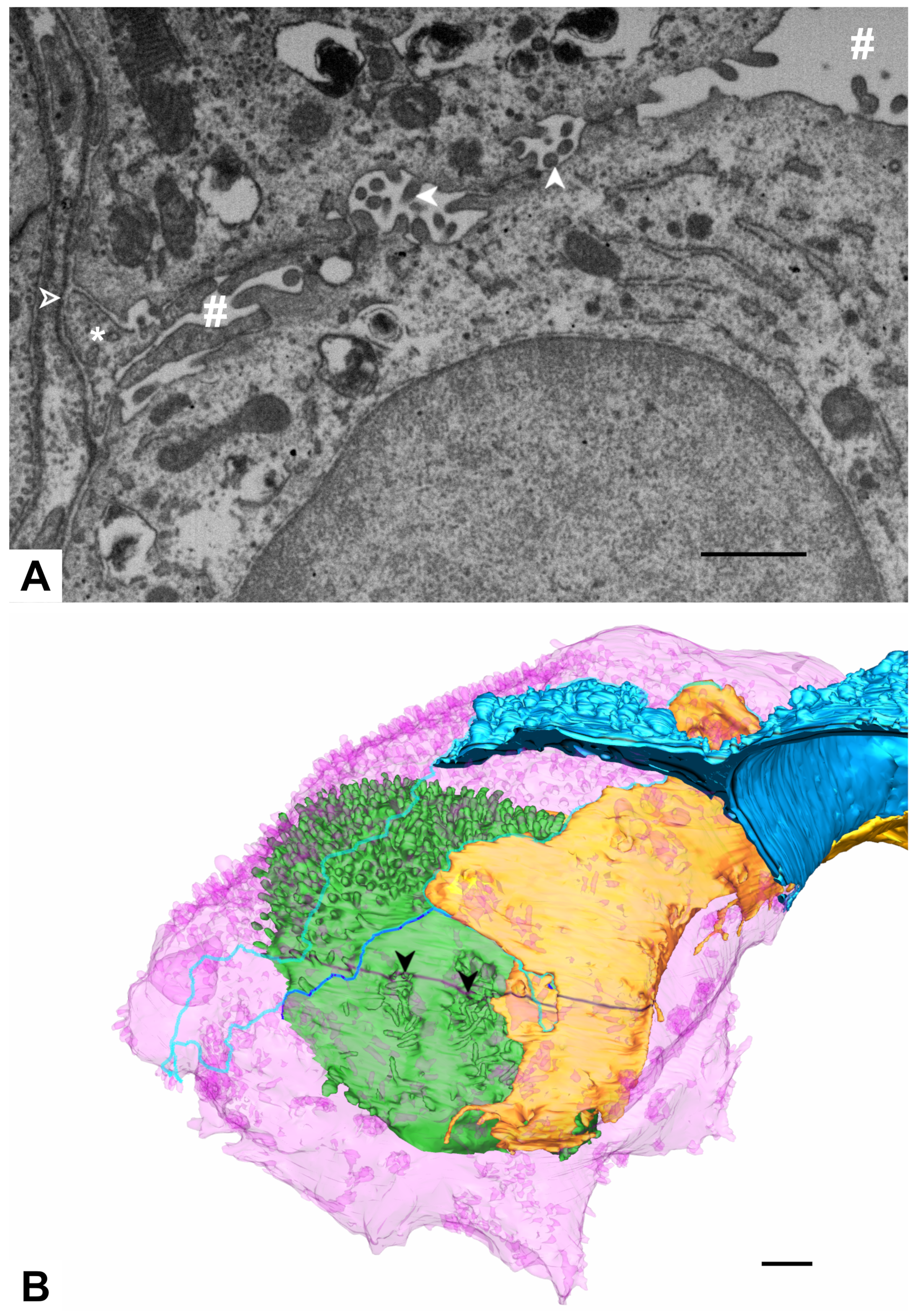 Ijms 21 01089 g012 Ijms 21 01089 g012