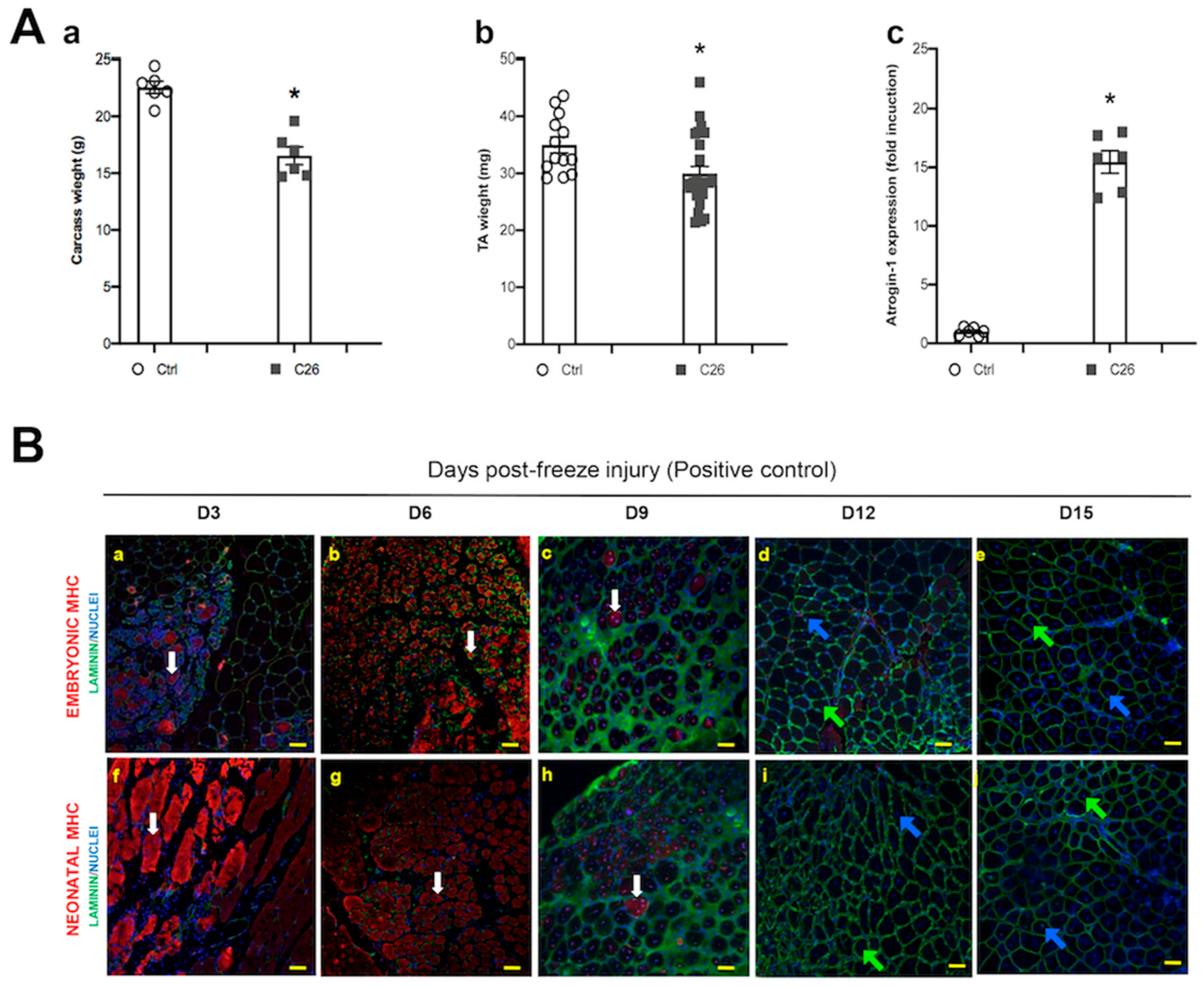 Ijms 21 01092 g001a Ijms 21 01092 g001a