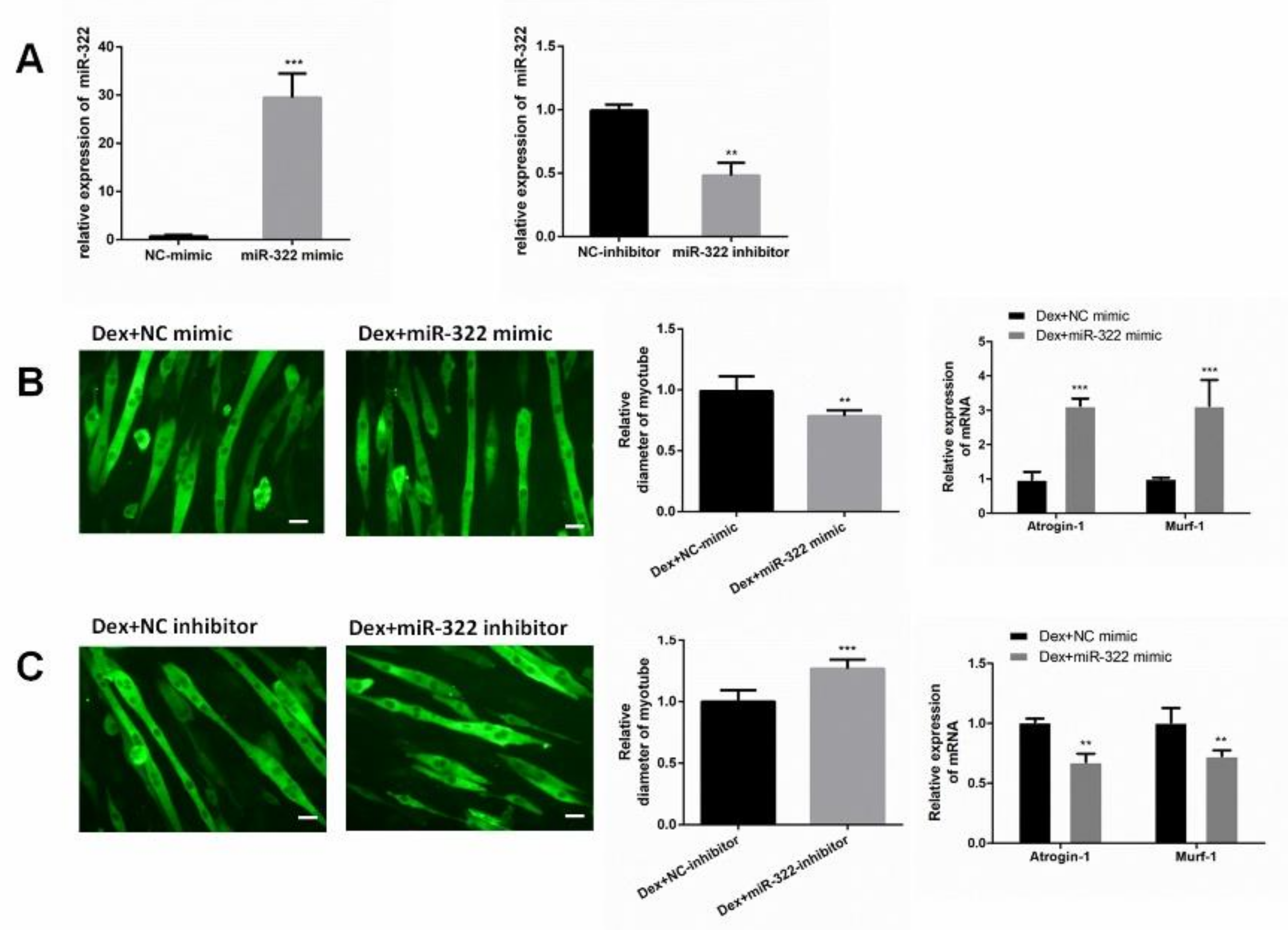 Ijms 21 01111 g003 Ijms 21 01111 g003