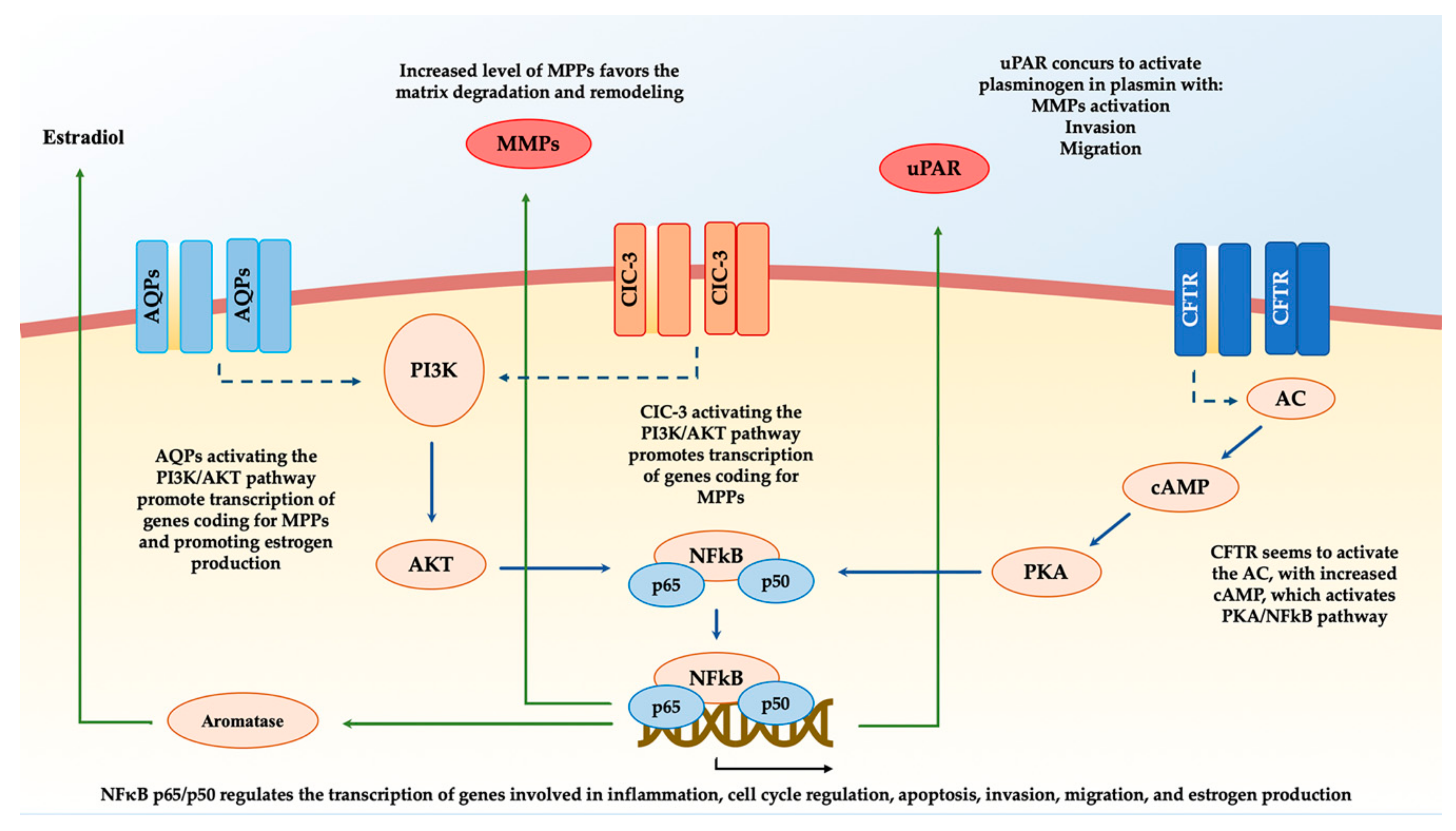 Ijms 21 01114 g001 Ijms 21 01114 g001