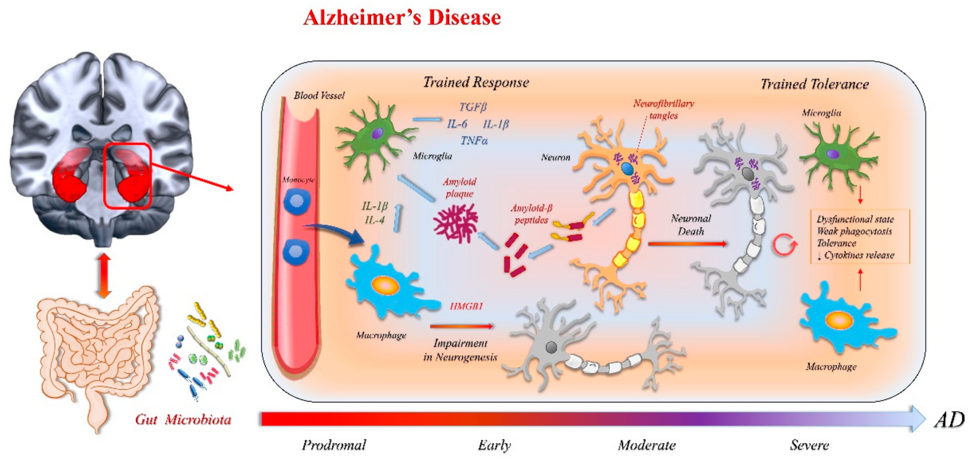 Ijms Free Full Text Innate Immunity A Common Denominator Between Neurodegenerative And Neuropsychiatric Diseases Html