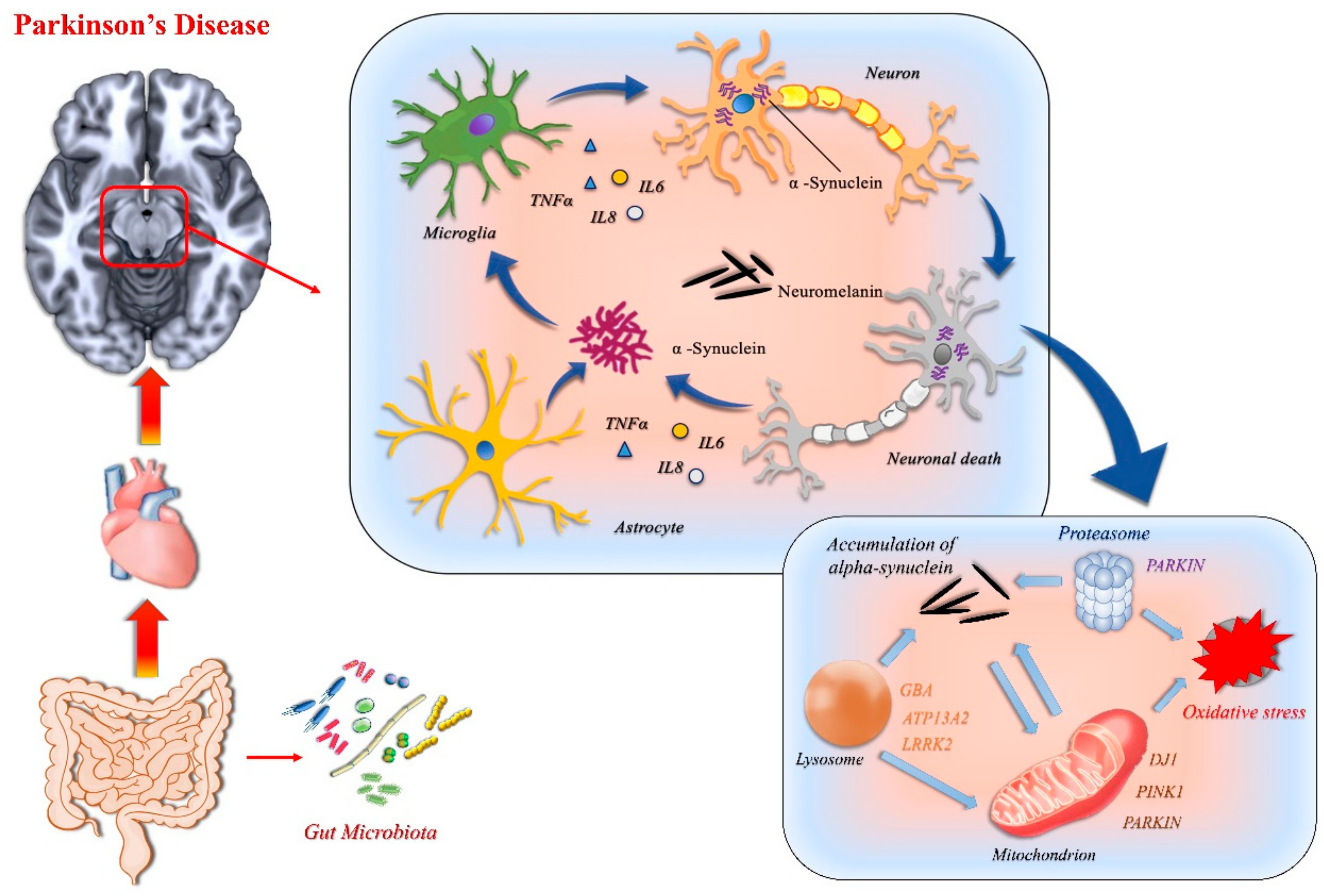 Ijms Free Full Text Innate Immunity A Common Denominator Between Neurodegenerative And Neuropsychiatric Diseases Html