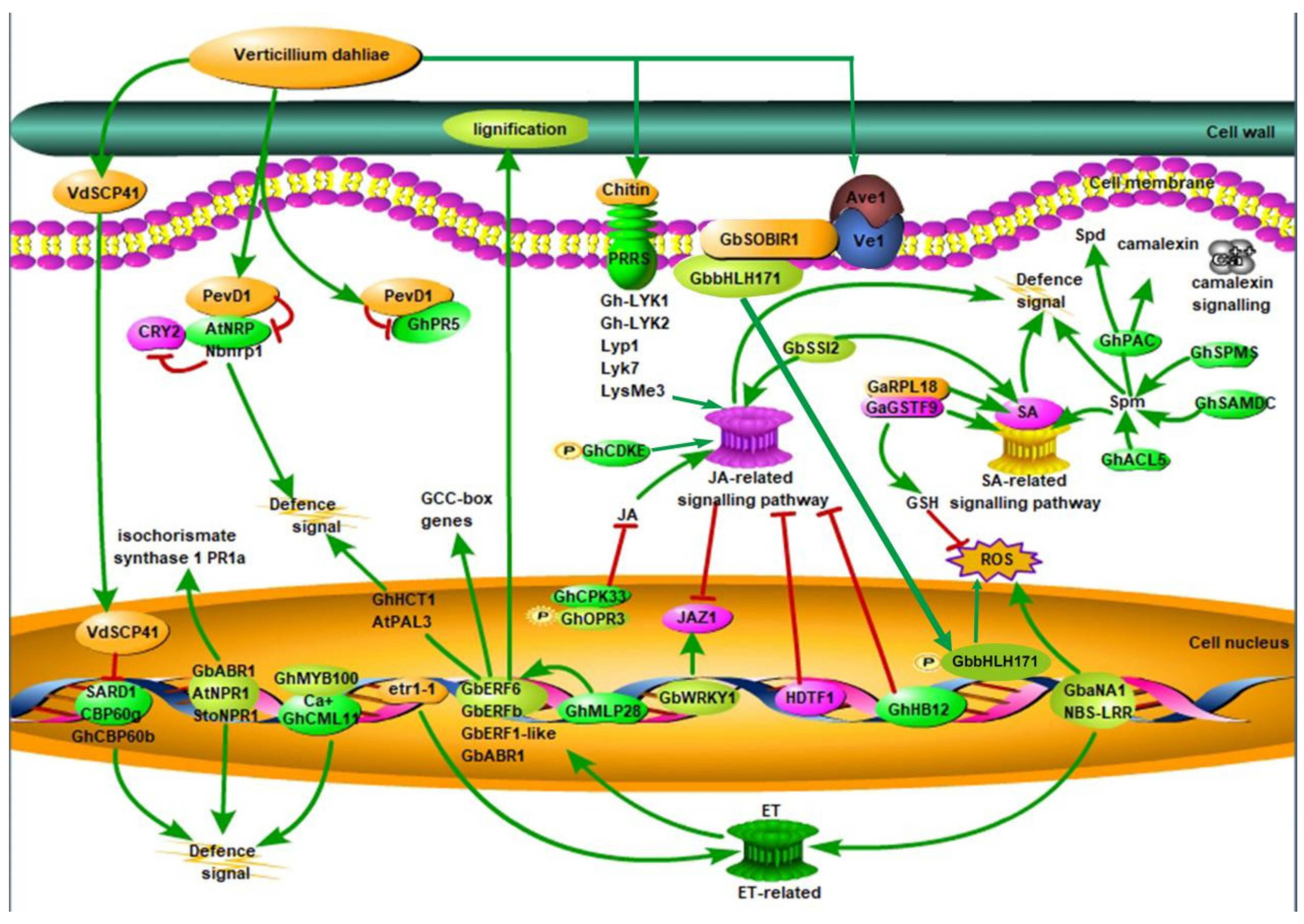 Ijms Free Full Text An Overview Of The Molecular Genetics Of Plant Resistance To The Verticillium Wilt Pathogen Verticillium Dahliae Html