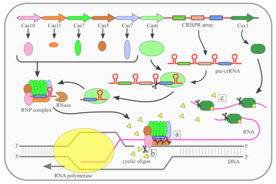 Ijms Free Full Text Rna Targeting Crispr Cas Systems And Their Applications Html Ijms Free Full Text Rna Targeting Crispr Cas Systems And Their Applications Html