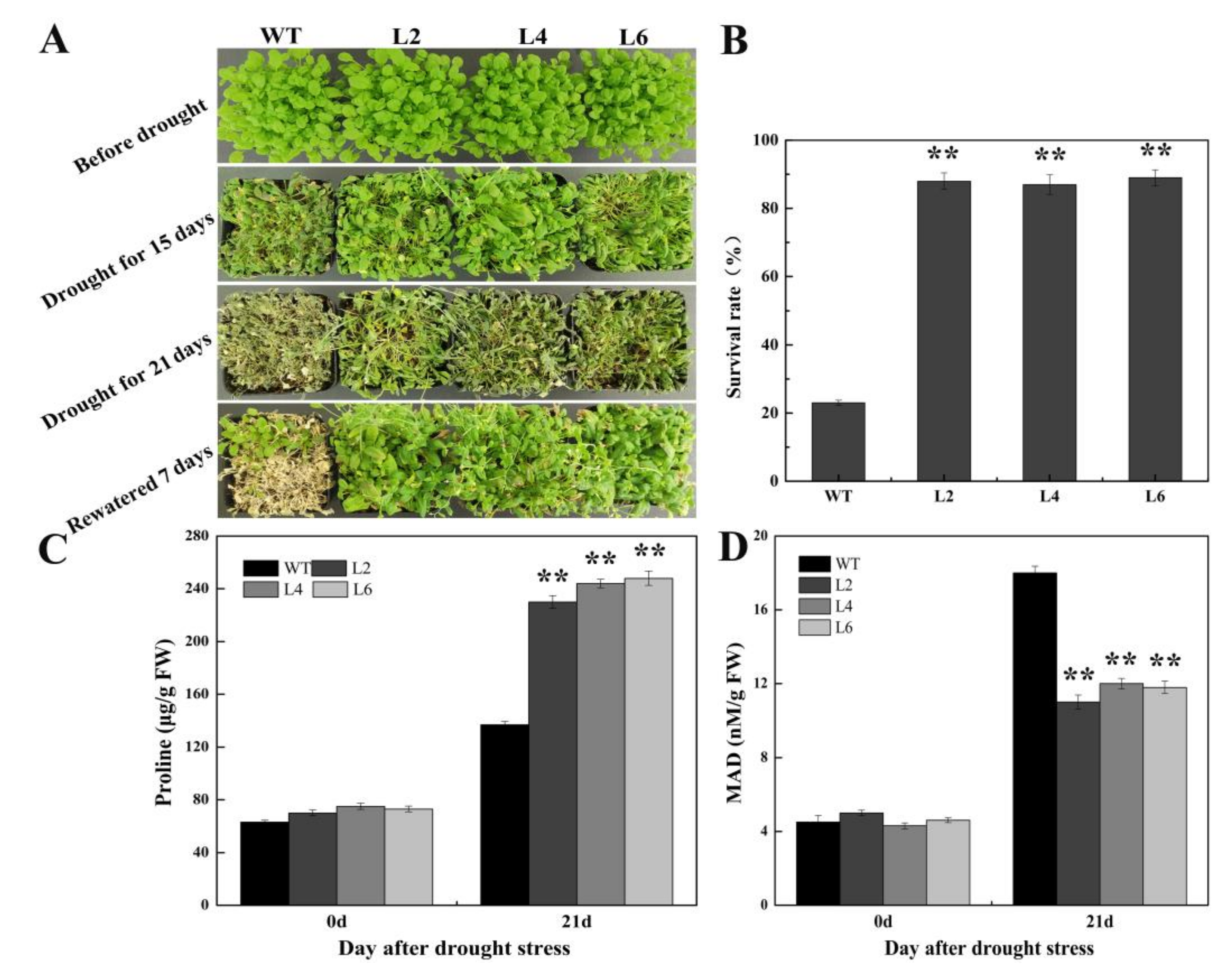 Ijms 21 01123 g005 Ijms 21 01123 g005