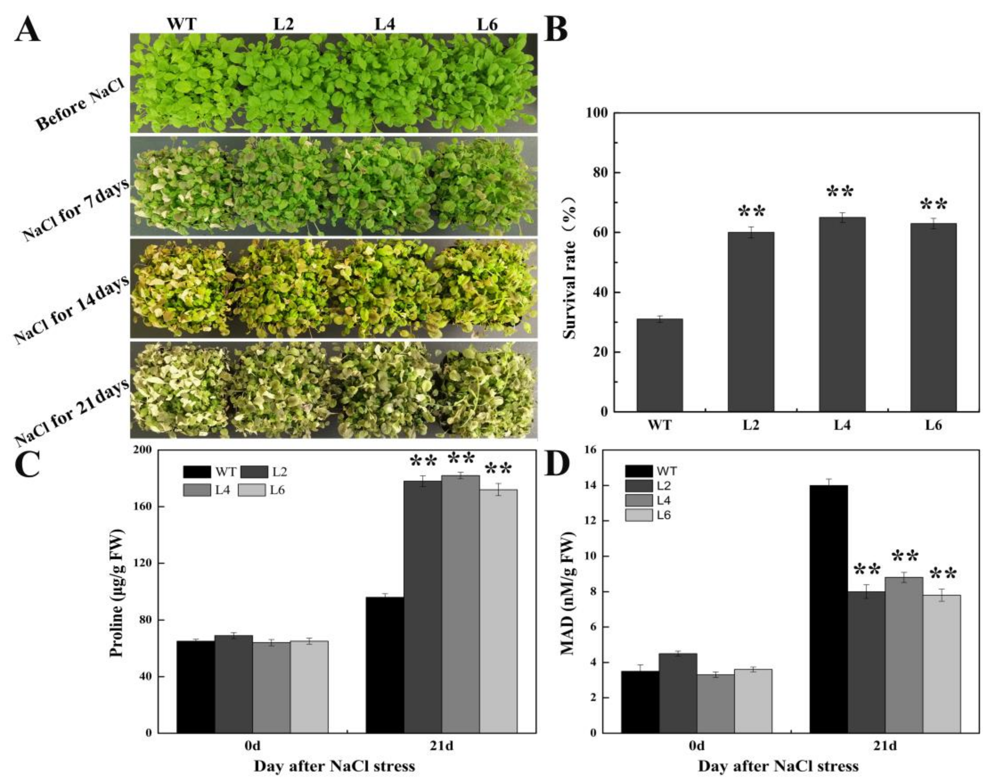 Ijms 21 01123 g006 Ijms 21 01123 g006