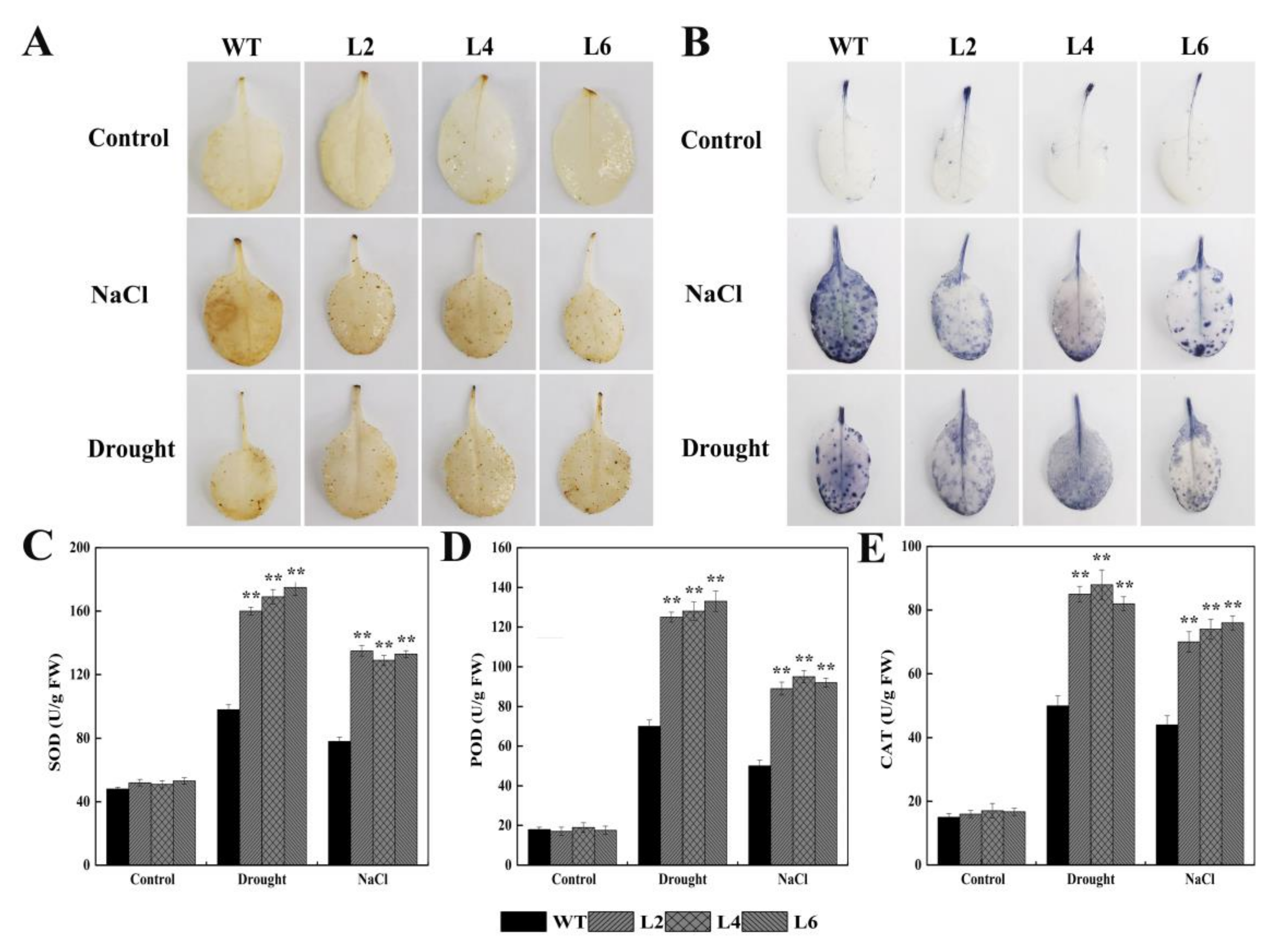 Ijms 21 01123 g007 Ijms 21 01123 g007