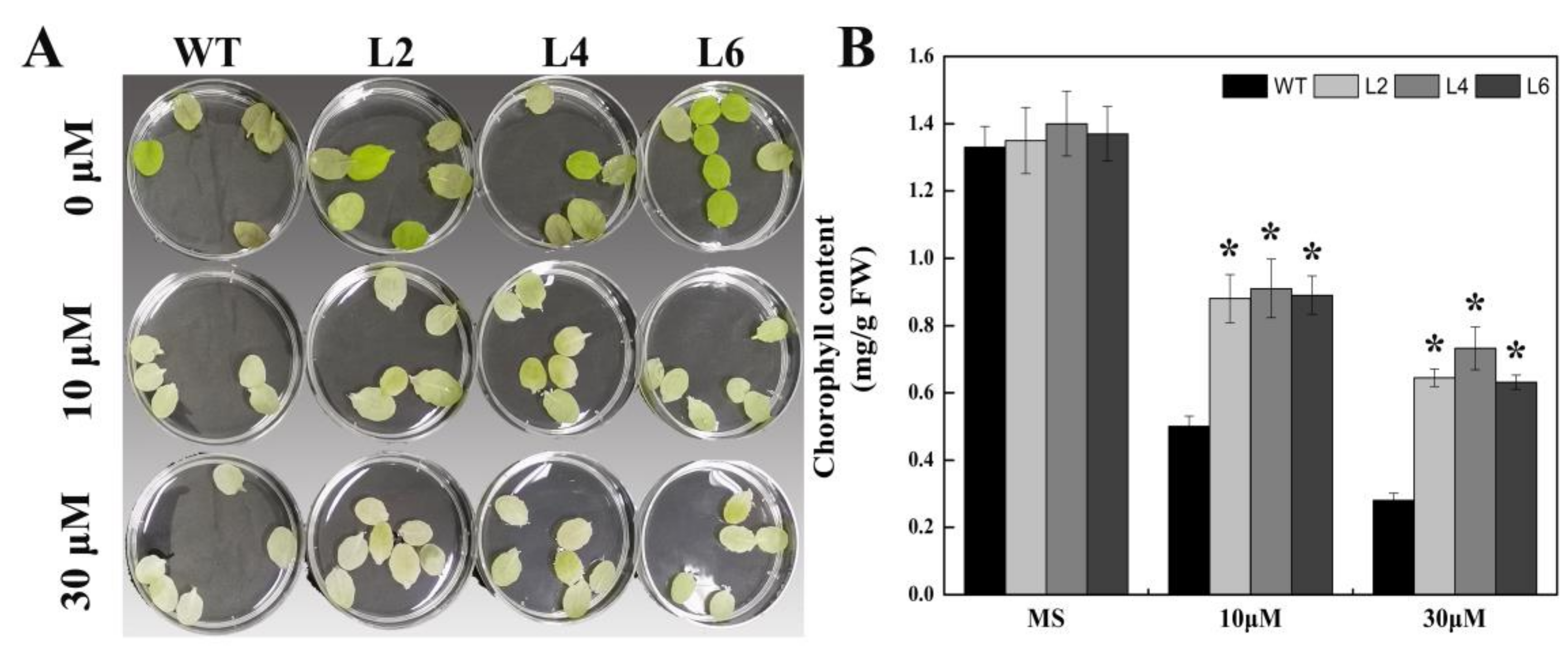 Ijms 21 01123 g008 Ijms 21 01123 g008