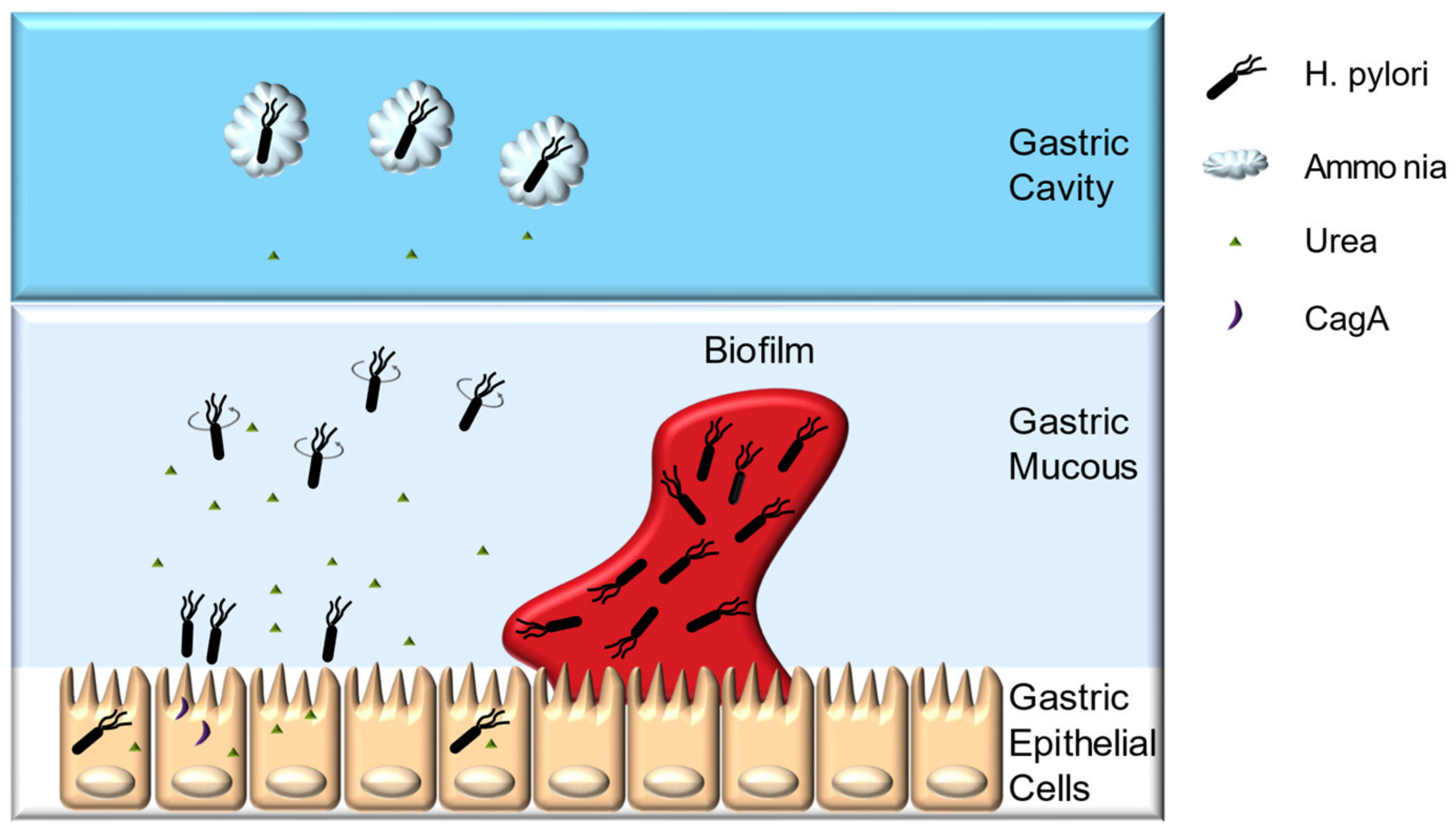 Ijms 21 01136 g001 Ijms 21 01136 g001