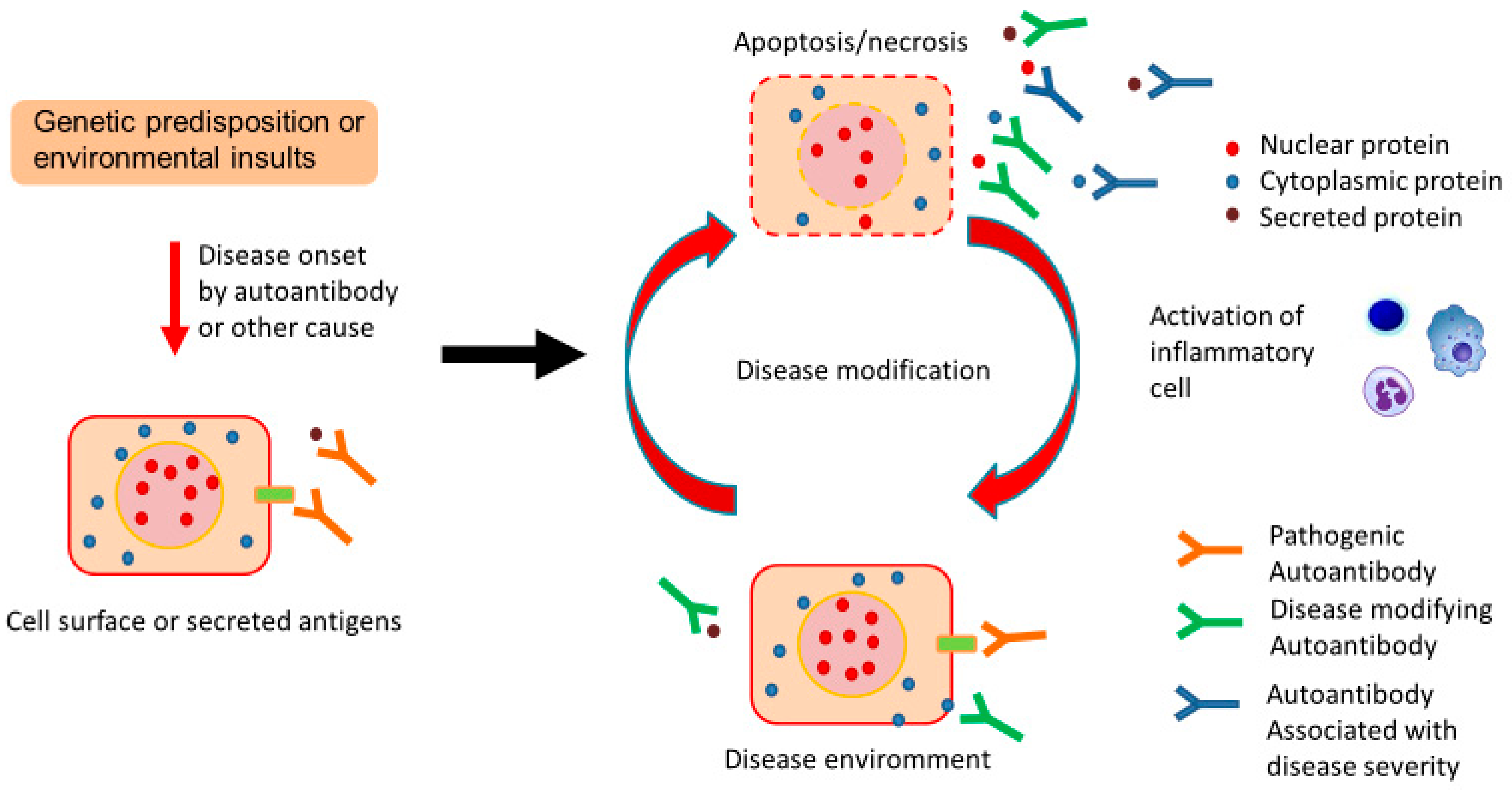 Ijms 21 01138 g001 Ijms 21 01138 g001