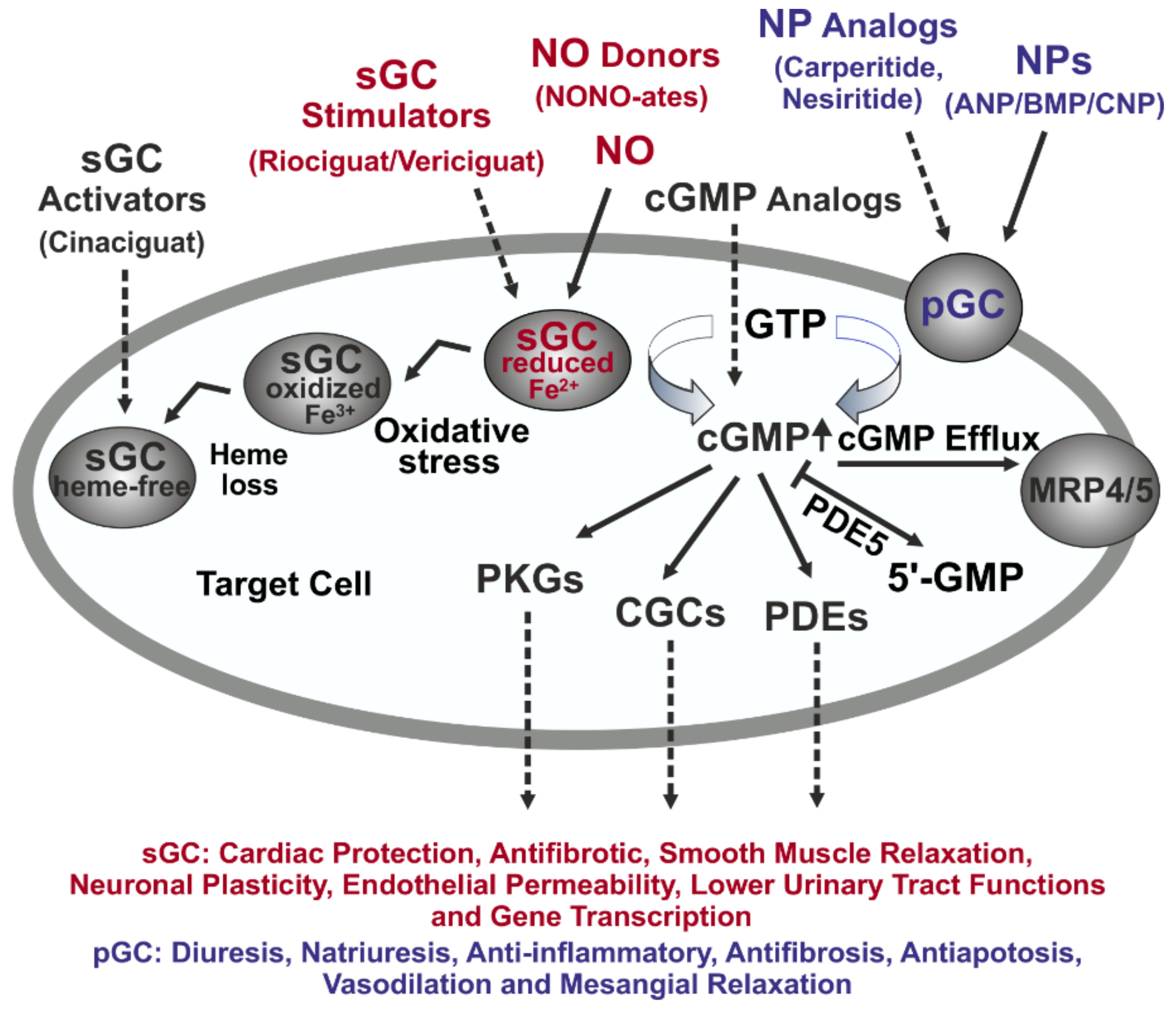Ijms Free Full Text Guanylyl Cyclase Cgmp Signaling Pathway In 