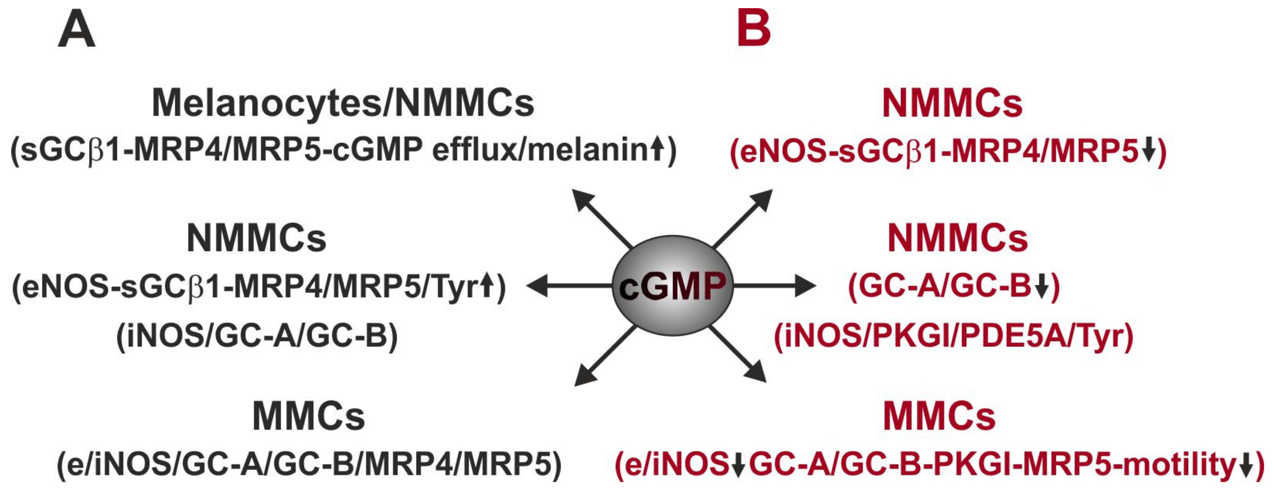 Ijms 21 01139 g003 Ijms 21 01139 g003