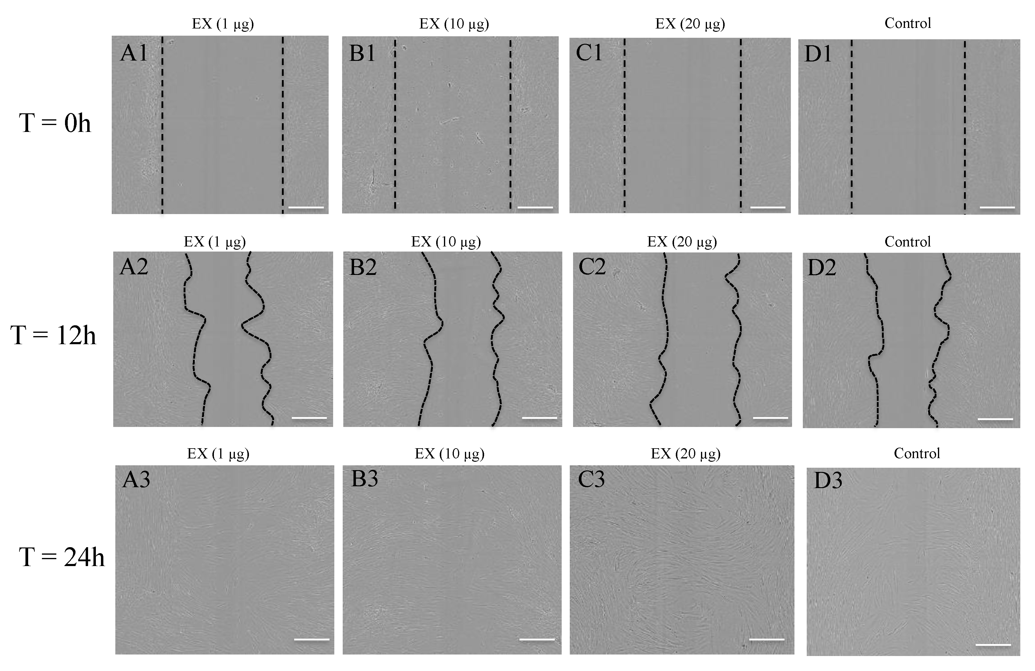 Ijms 21 01141 g007 Ijms 21 01141 g007