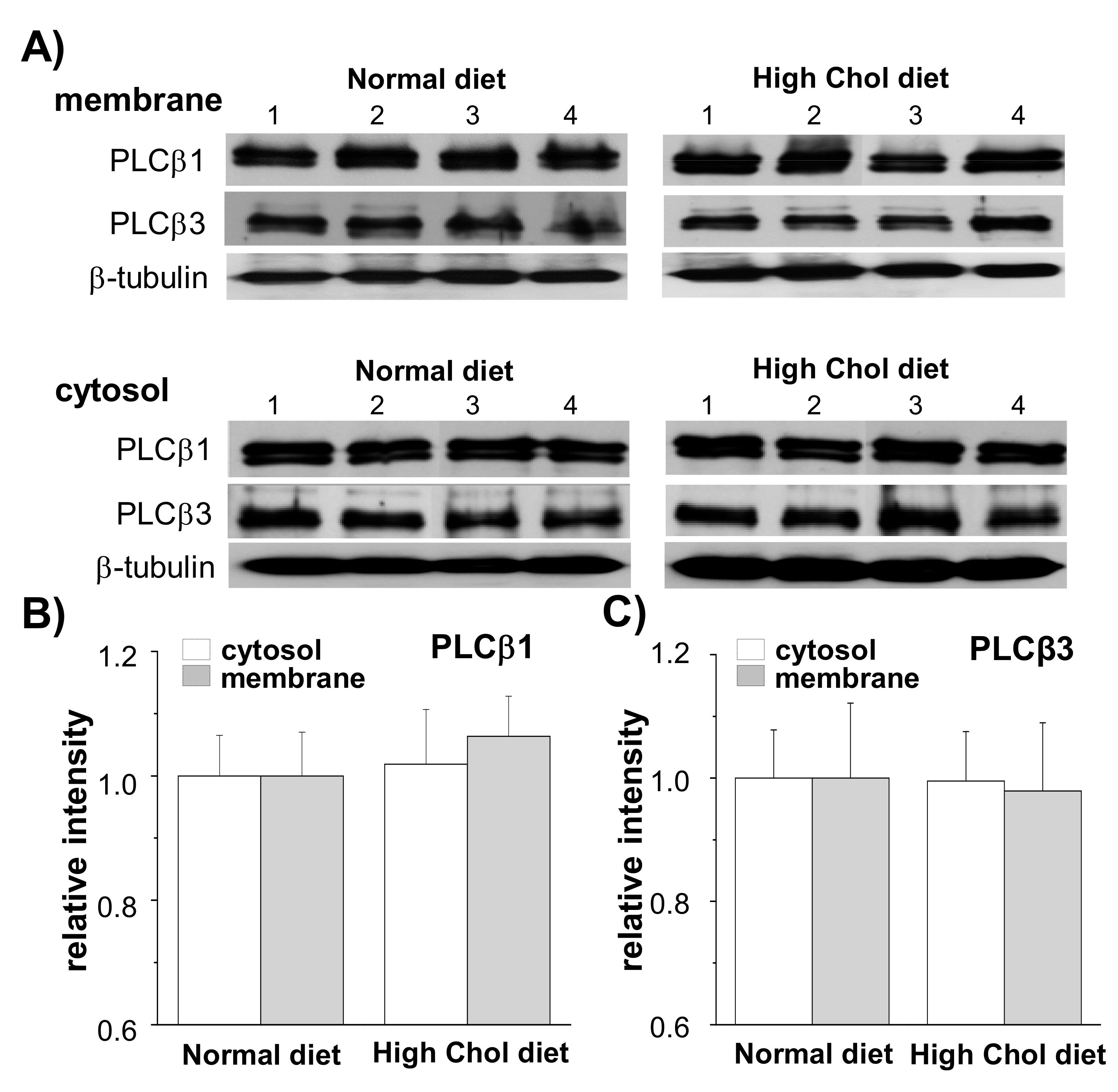 Ijms 21 01161 g002 Ijms 21 01161 g002