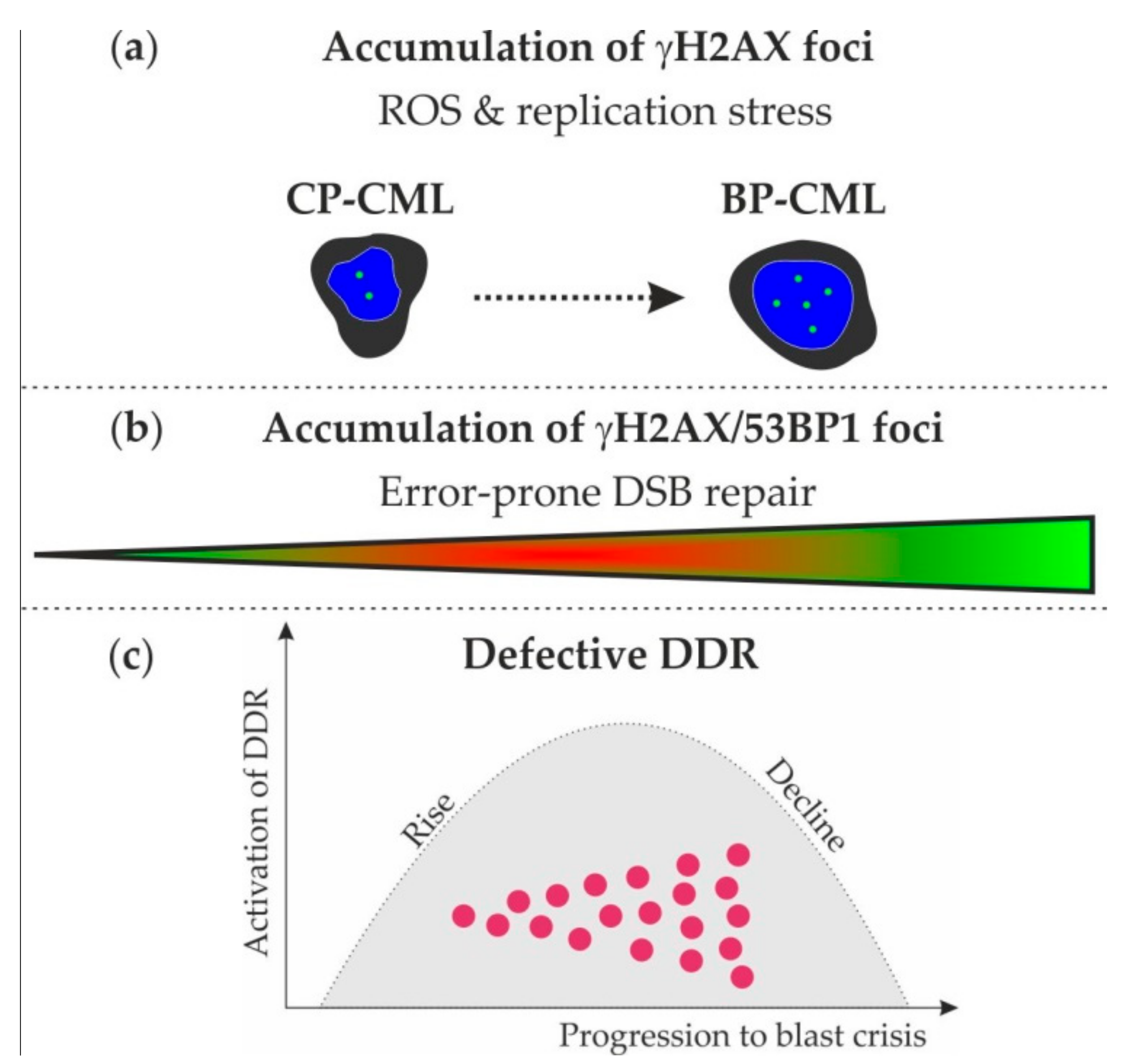 Ijms 21 01177 g004 Ijms 21 01177 g004