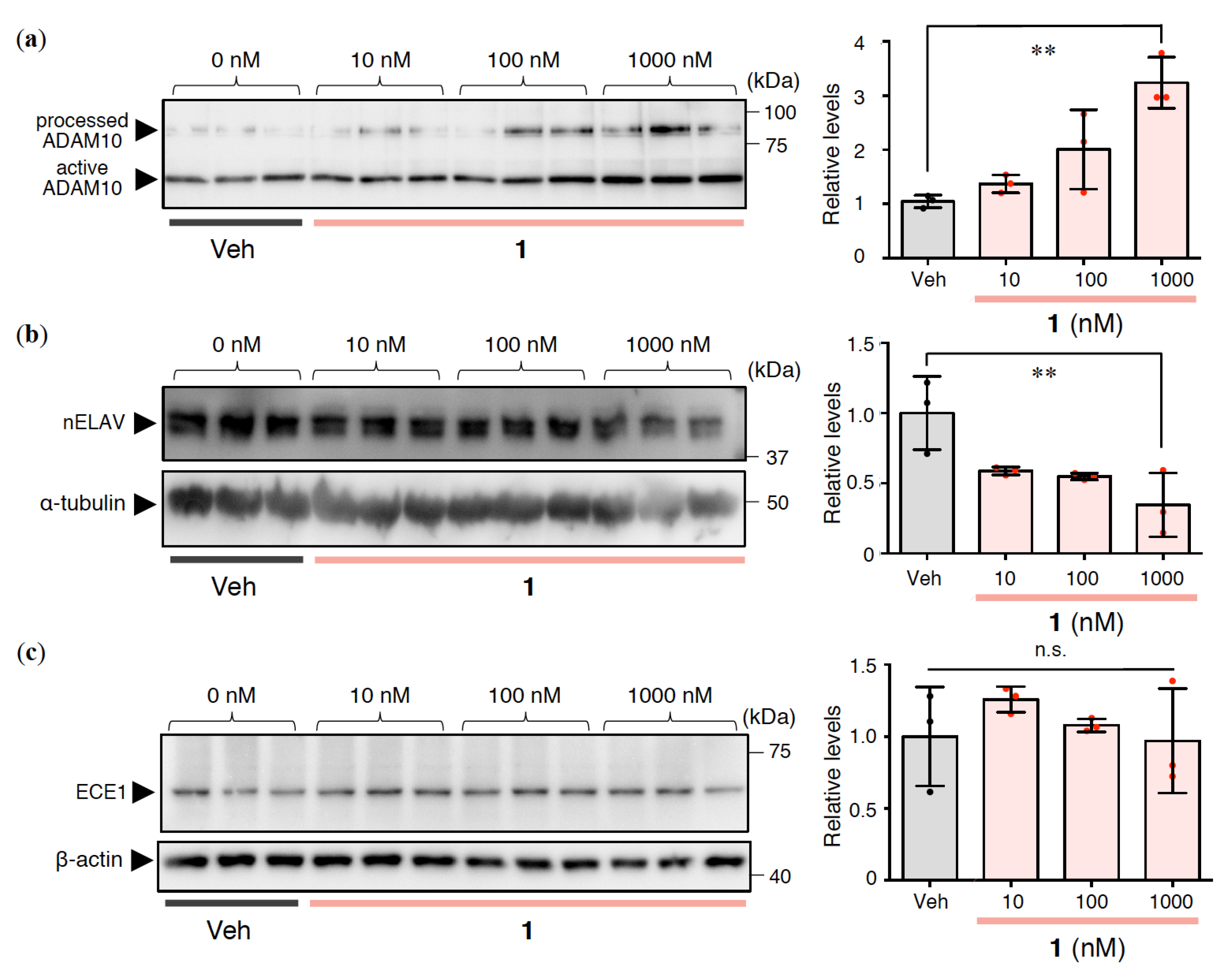 Ijms 21 01179 g003 Ijms 21 01179 g003