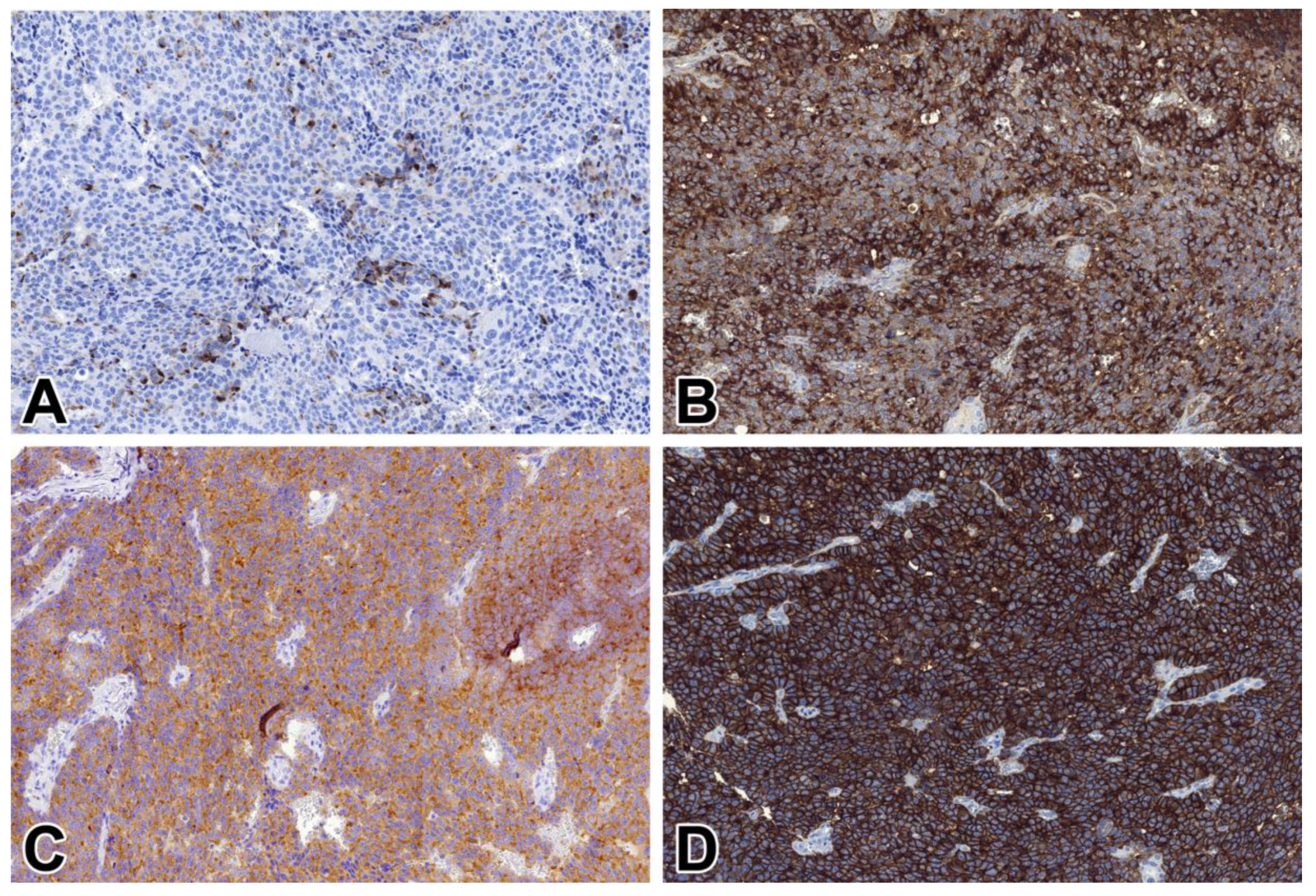 Ijms 21 01213 g004 Ijms 21 01213 g004