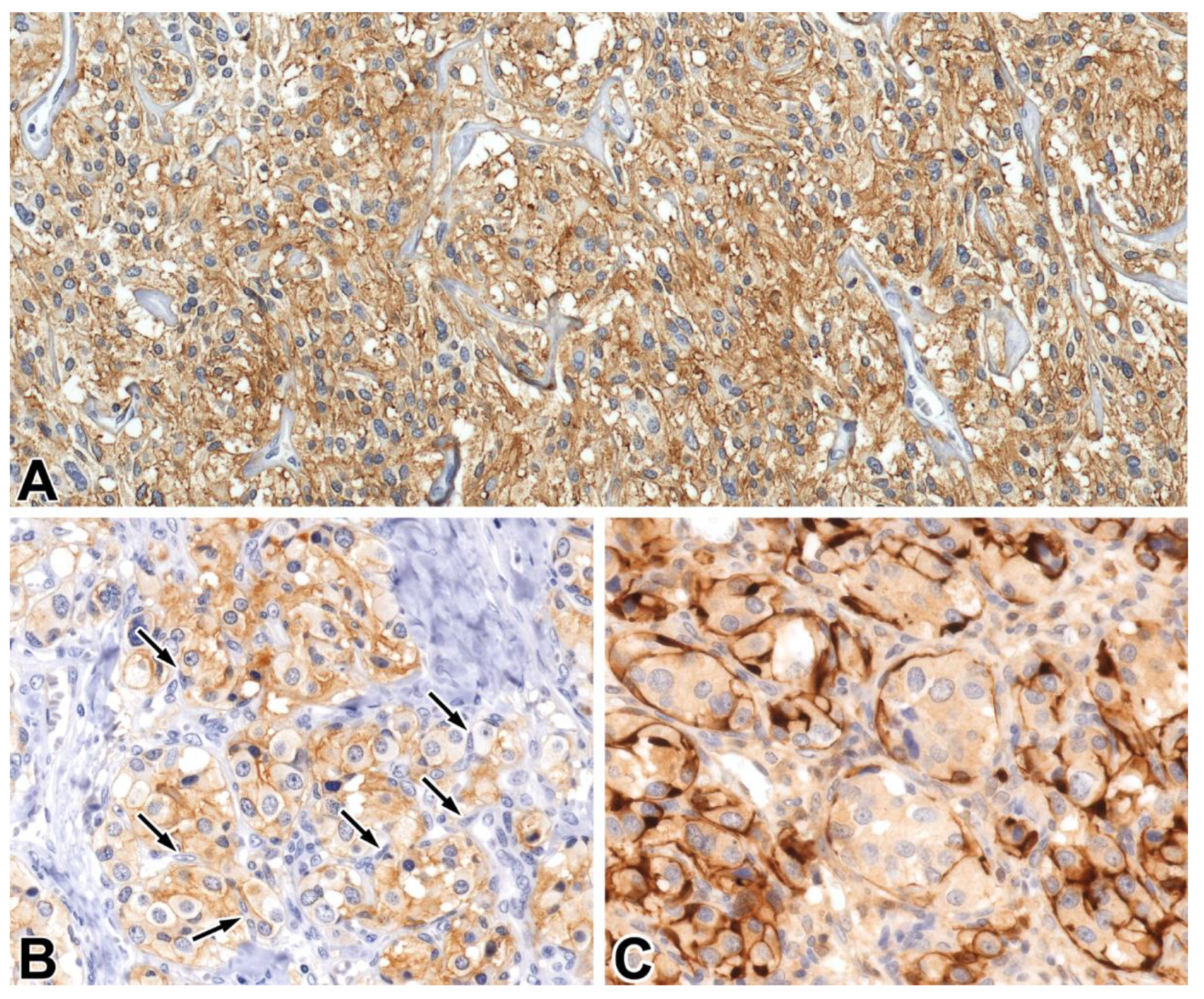 Ijms 21 01213 g006 Ijms 21 01213 g006