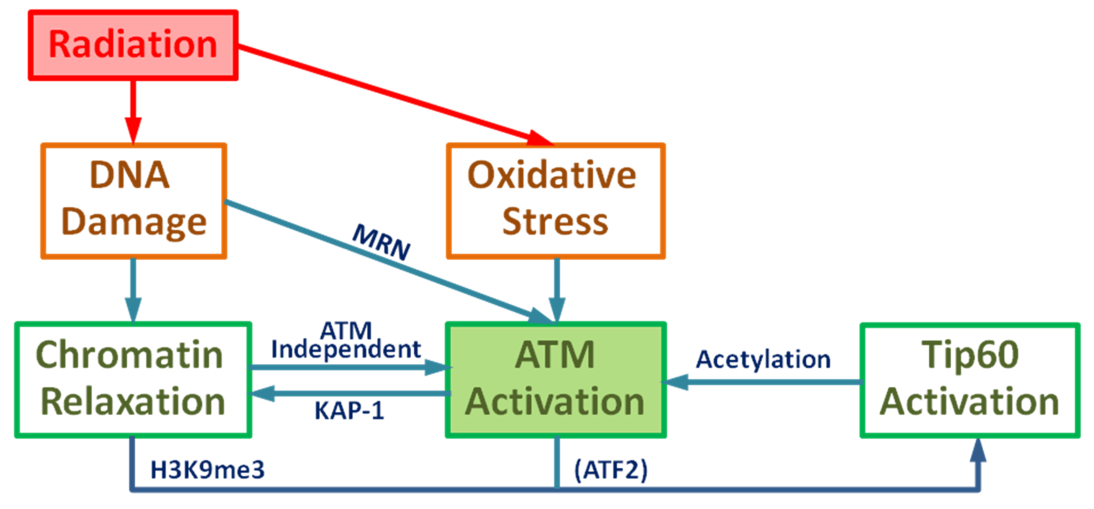 Ijms 21 01214 g001 Ijms 21 01214 g001