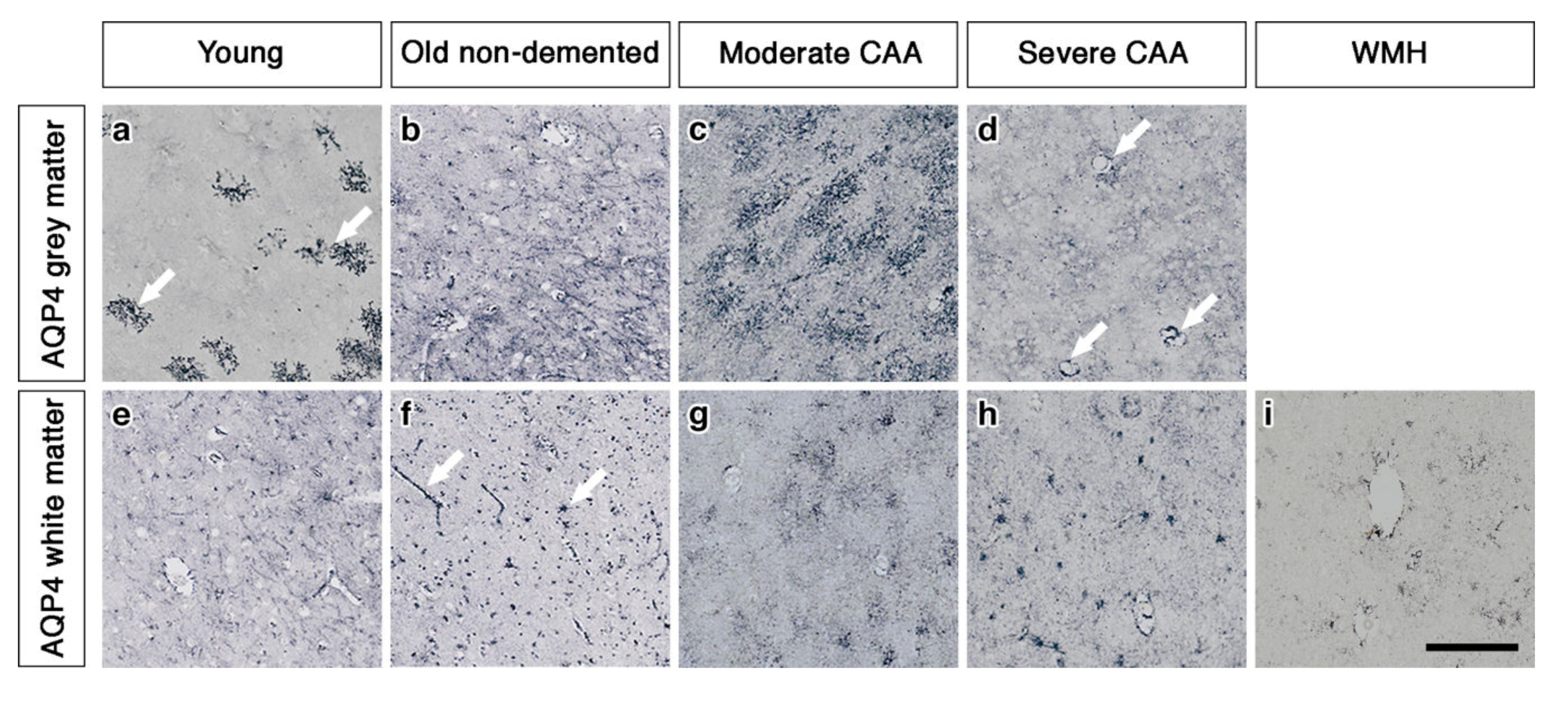 Ijms 21 01225 g001 Ijms 21 01225 g001