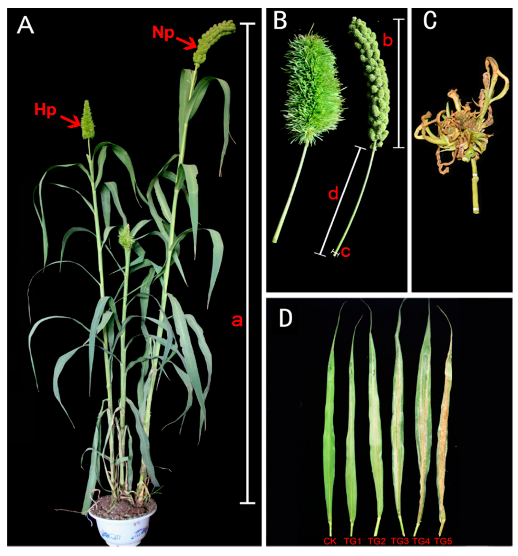 Ijms 21 01226 g001 Ijms 21 01226 g001