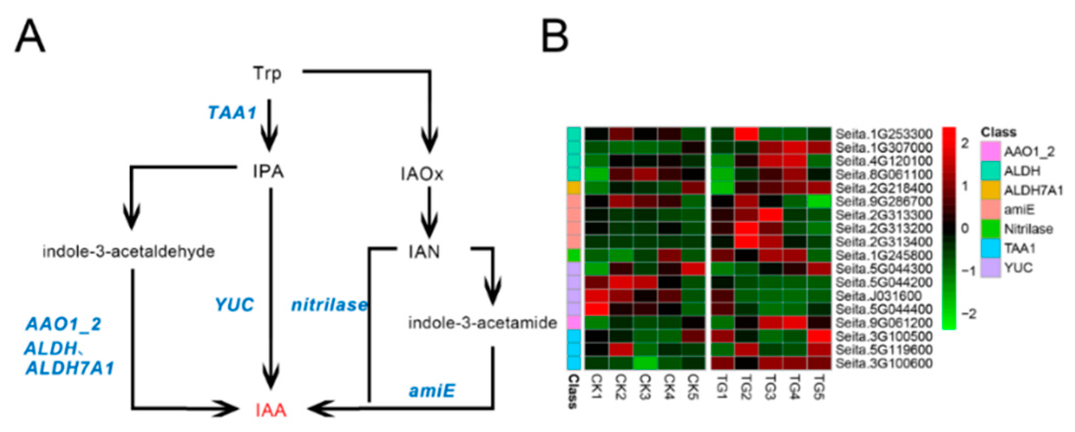 Ijms 21 01226 g007 Ijms 21 01226 g007