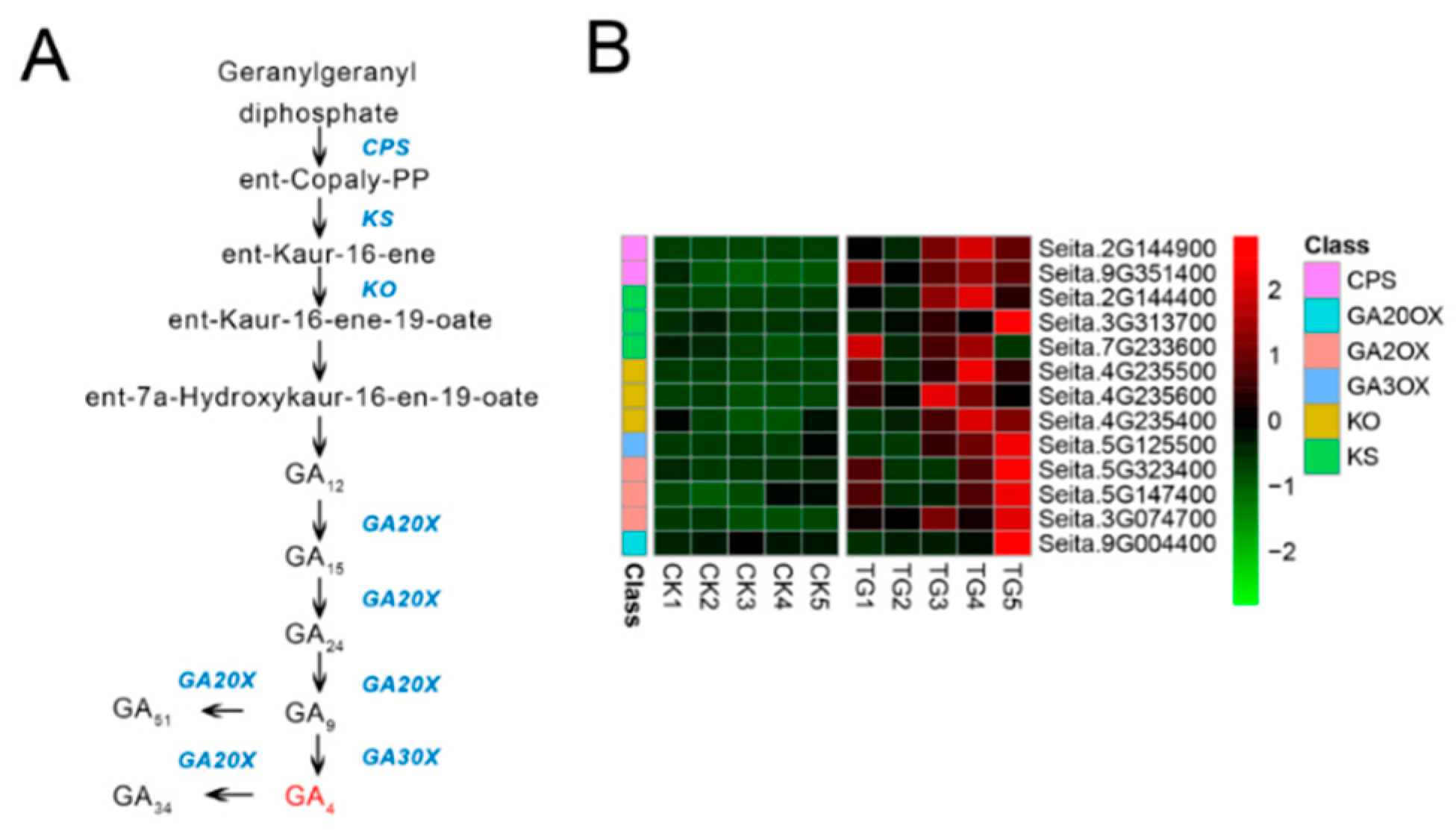Ijms 21 01226 g008 Ijms 21 01226 g008