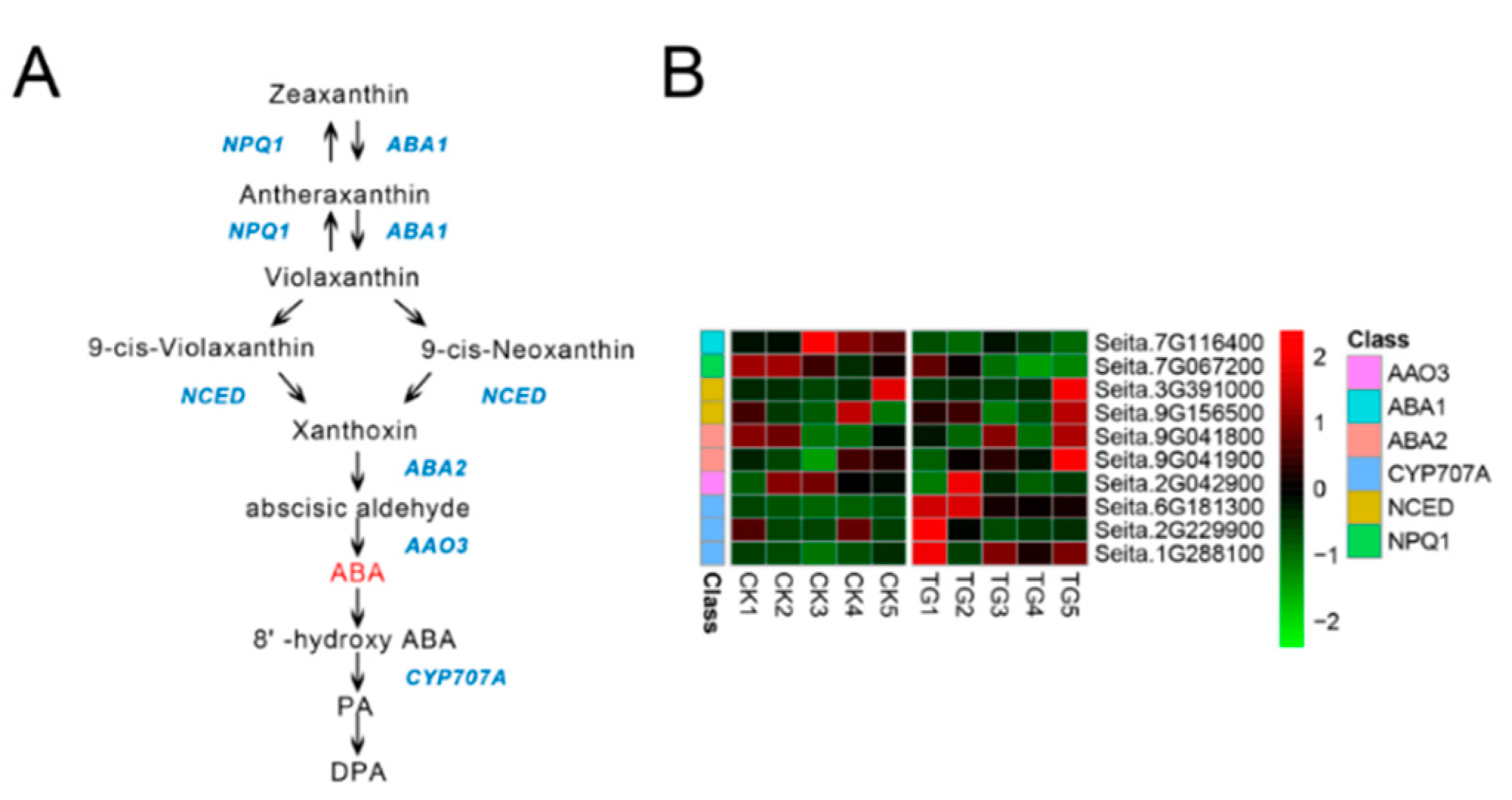 Ijms 21 01226 g009 Ijms 21 01226 g009