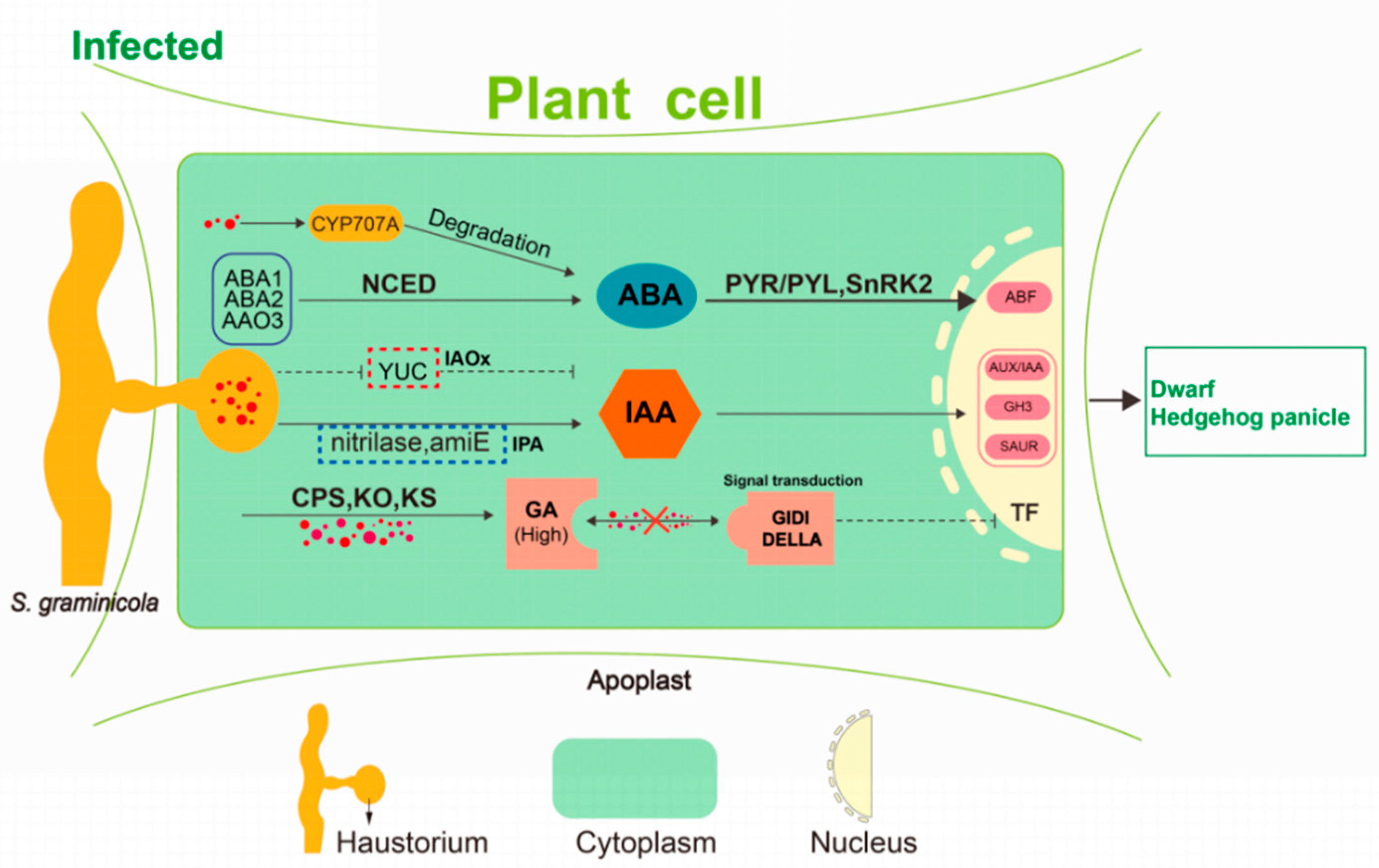 Ijms 21 01226 g012 Ijms 21 01226 g012