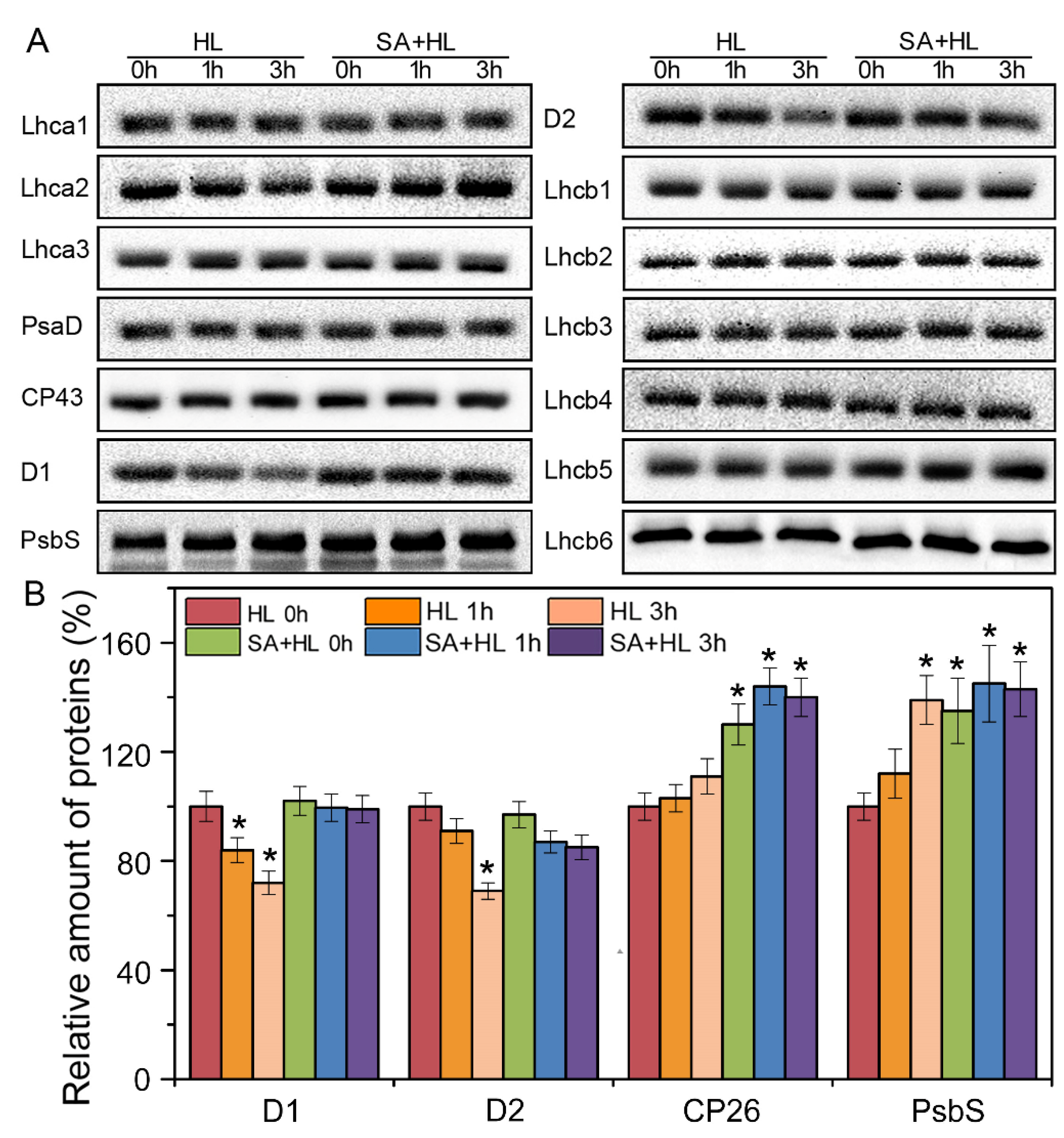 Ijms 21 01229 g005 Ijms 21 01229 g005