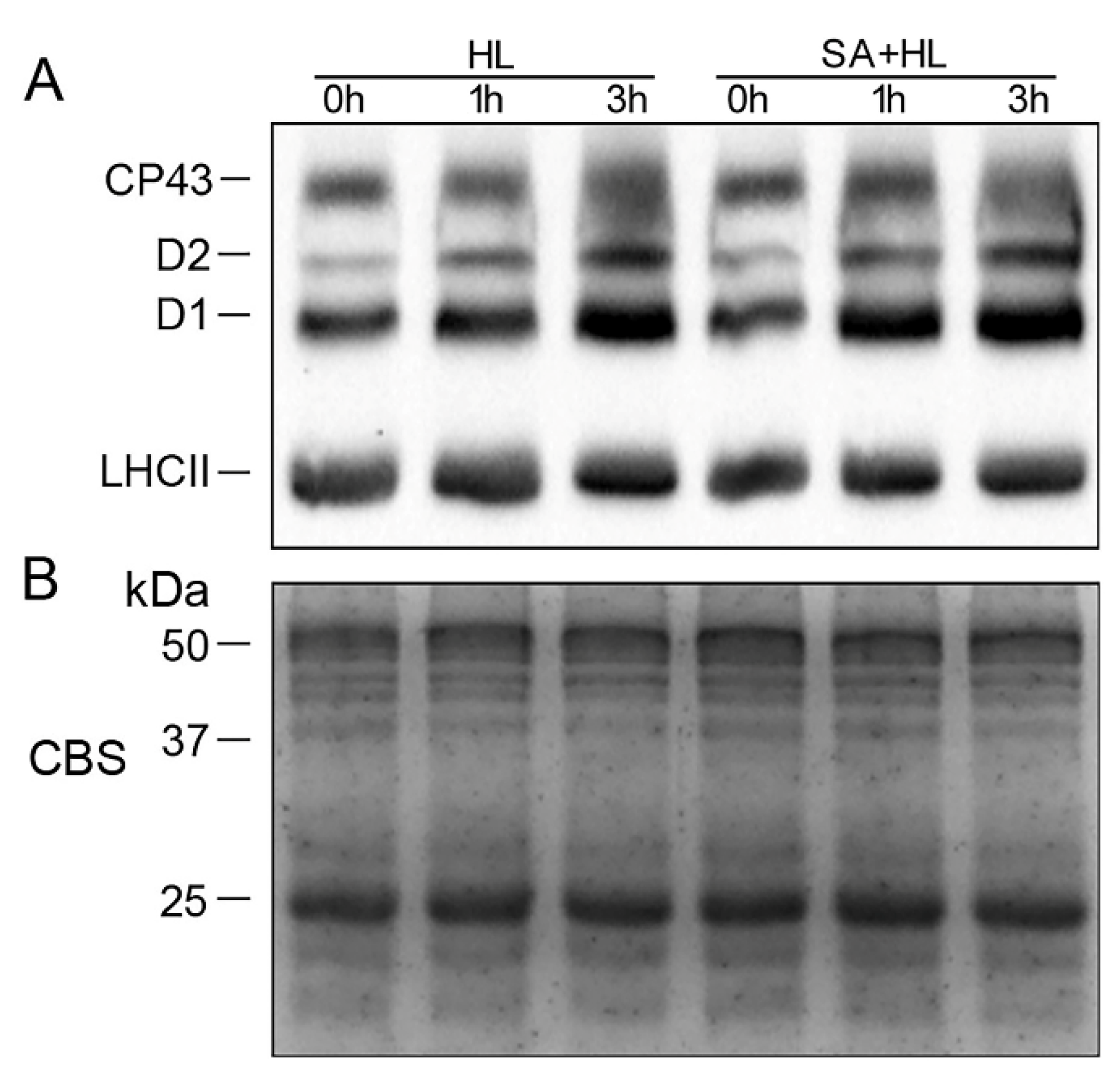 Ijms 21 01229 g006 Ijms 21 01229 g006