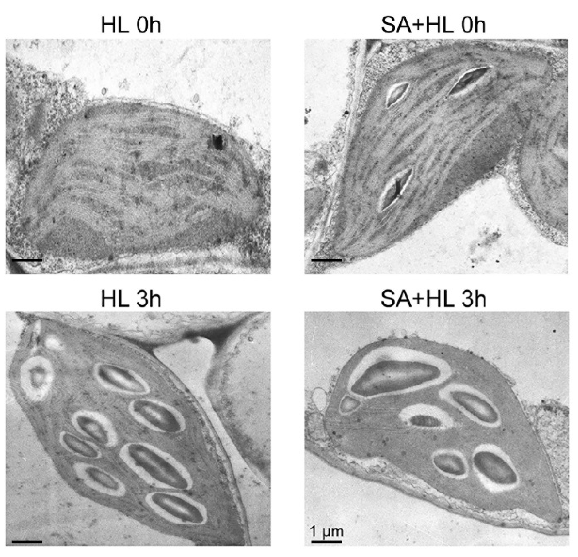 Ijms 21 01229 g008 Ijms 21 01229 g008