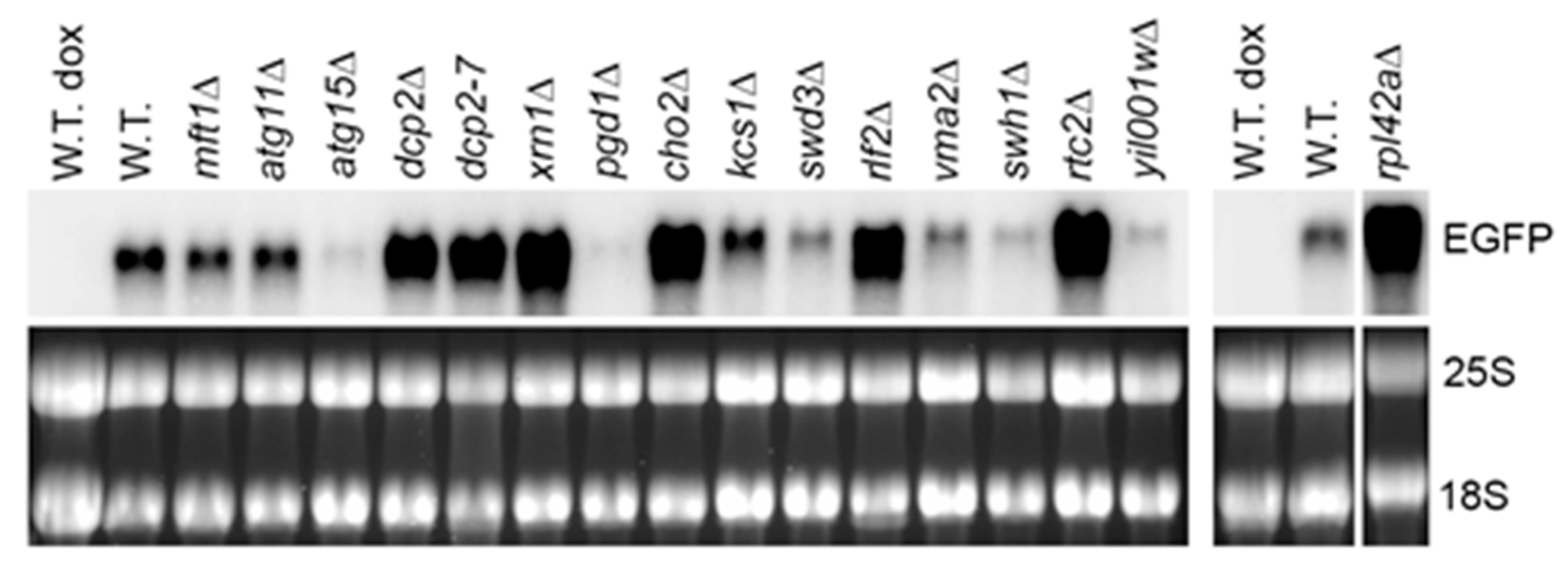 Ijms 21 01234 g002