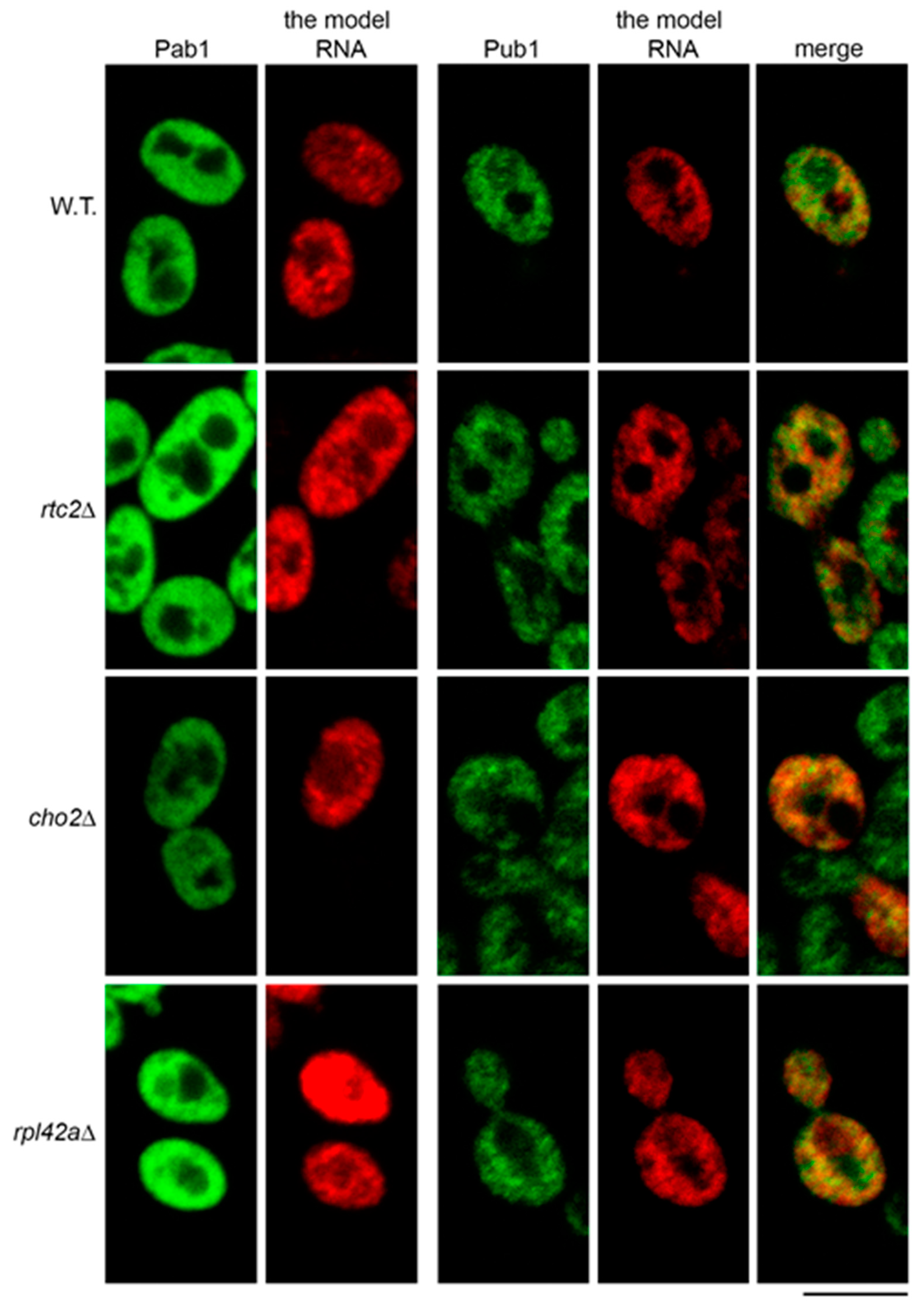 Ijms 21 01234 g006