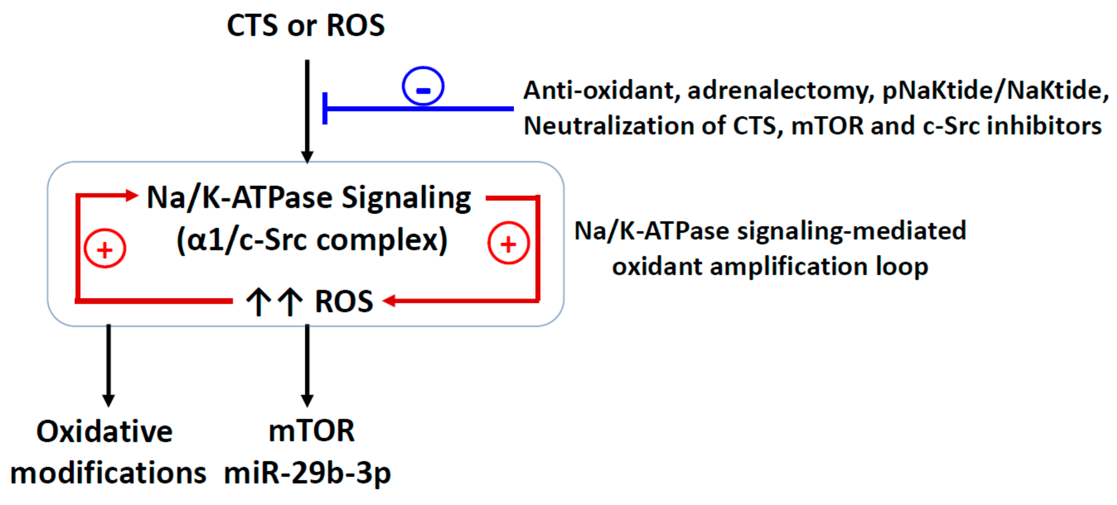 Ijms 21 01256 g001 Ijms 21 01256 g001