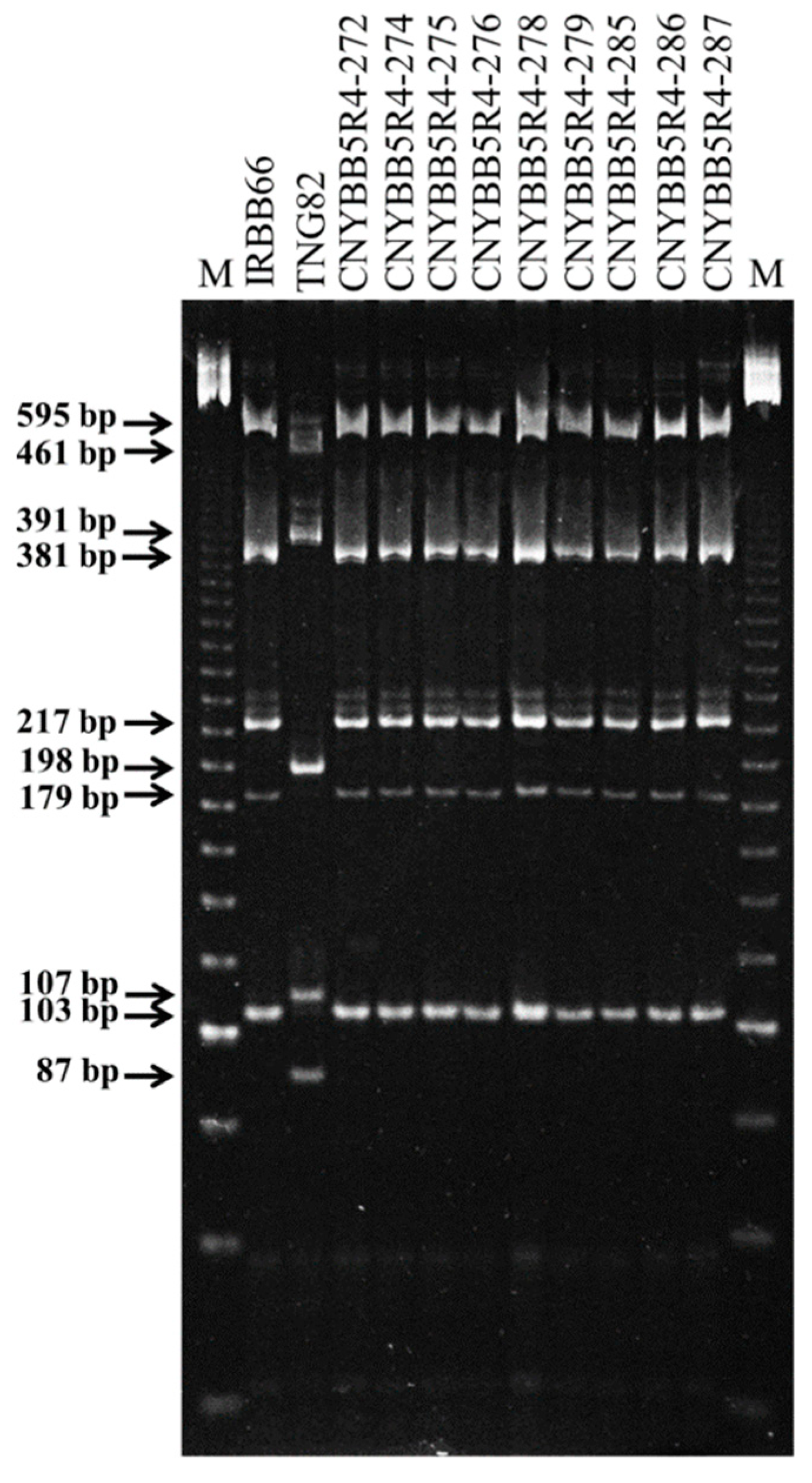 Ijms 21 01281 g003