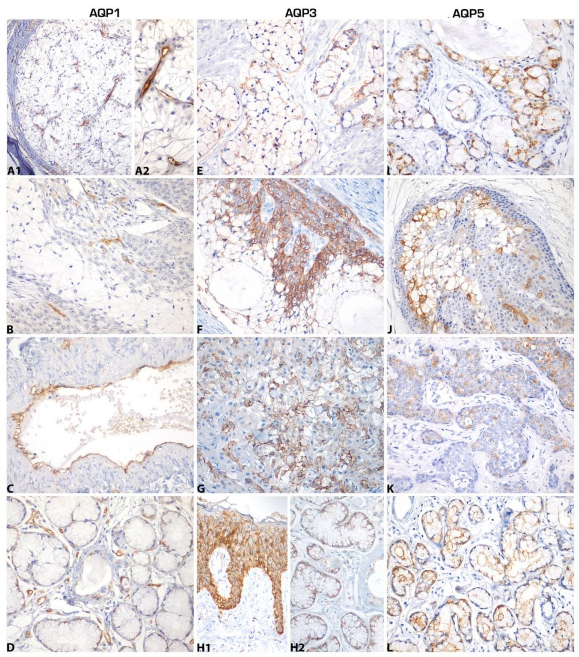 Ijms 21 01287 g001